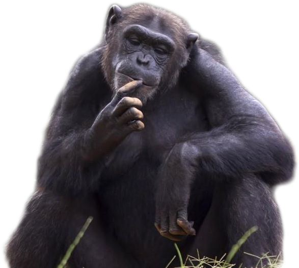 Ape 桌布 壁紙 — 一隻沉思的黑猩猩盤腿坐在草地上，手托著下巴若有所思，背景是鮮明的黑色。