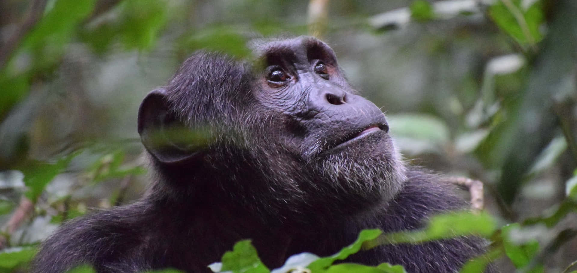 Chimpanzee 桌布 壁紙 — 一隻沉思的黑猩猩穿過茂密叢林中茂盛的綠色樹葉向上凝視。