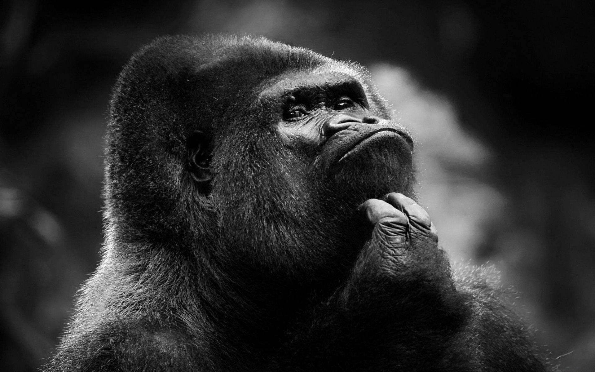 Gorilla 桌布 壁紙 — 一隻沉思的黑白大猩猩，手托下巴，仰望模糊的自然背景。