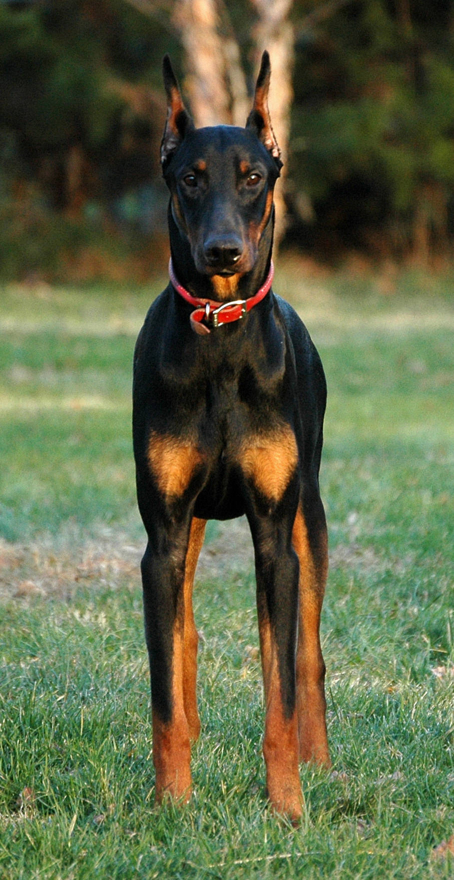 Doberman 桌布 壁紙 — 一隻沉穩的杜賓犬，黑色與棕褐色毛髮，戴著紅色項圈站在草地上警覺地注視。