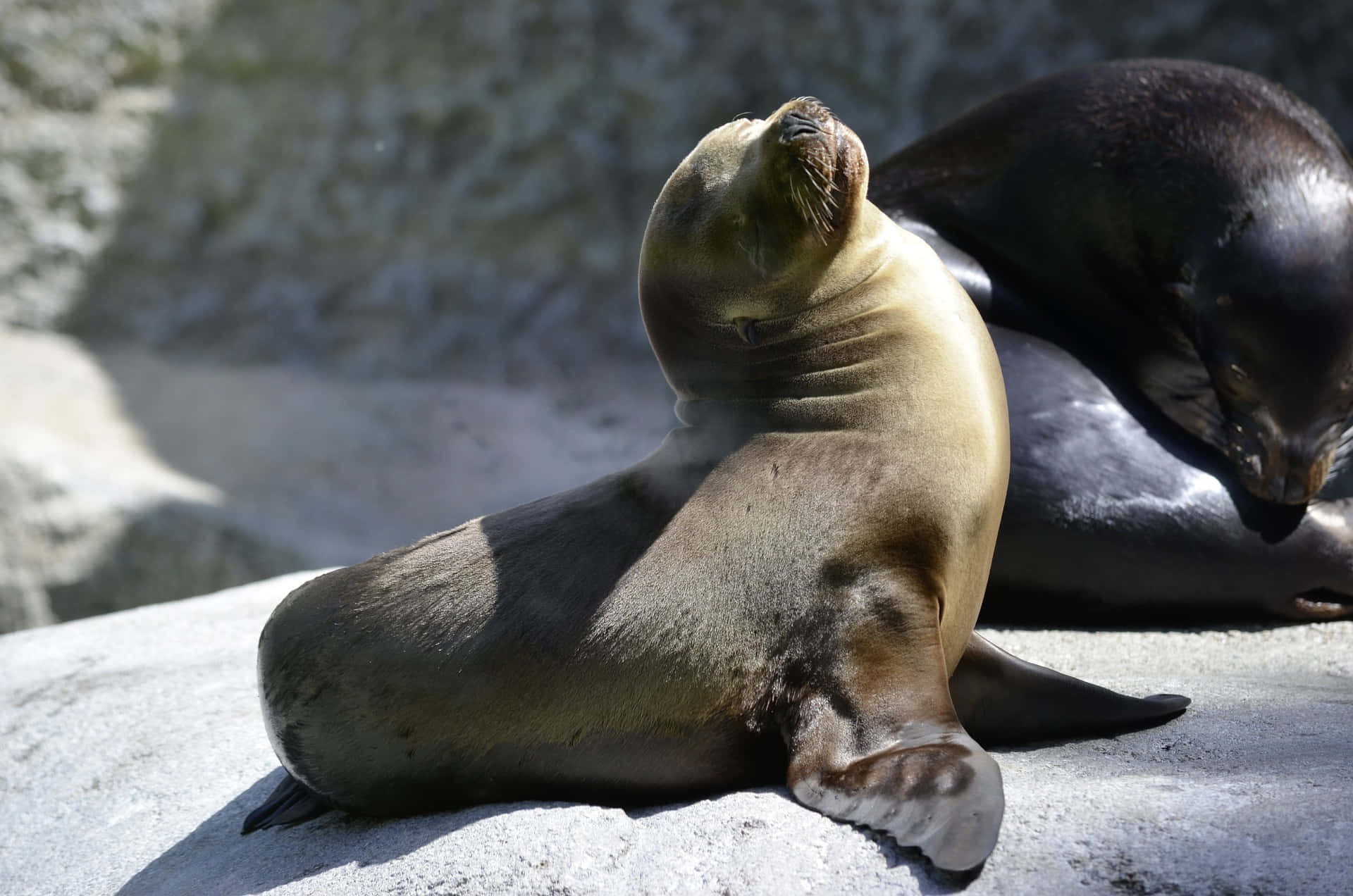 動物 桌布 壁紙 — 一隻沐浴在陽光下的海獅在岩石海岸上懶洋洋地休息，另一隻海獅在明亮的日光下在附近休息。