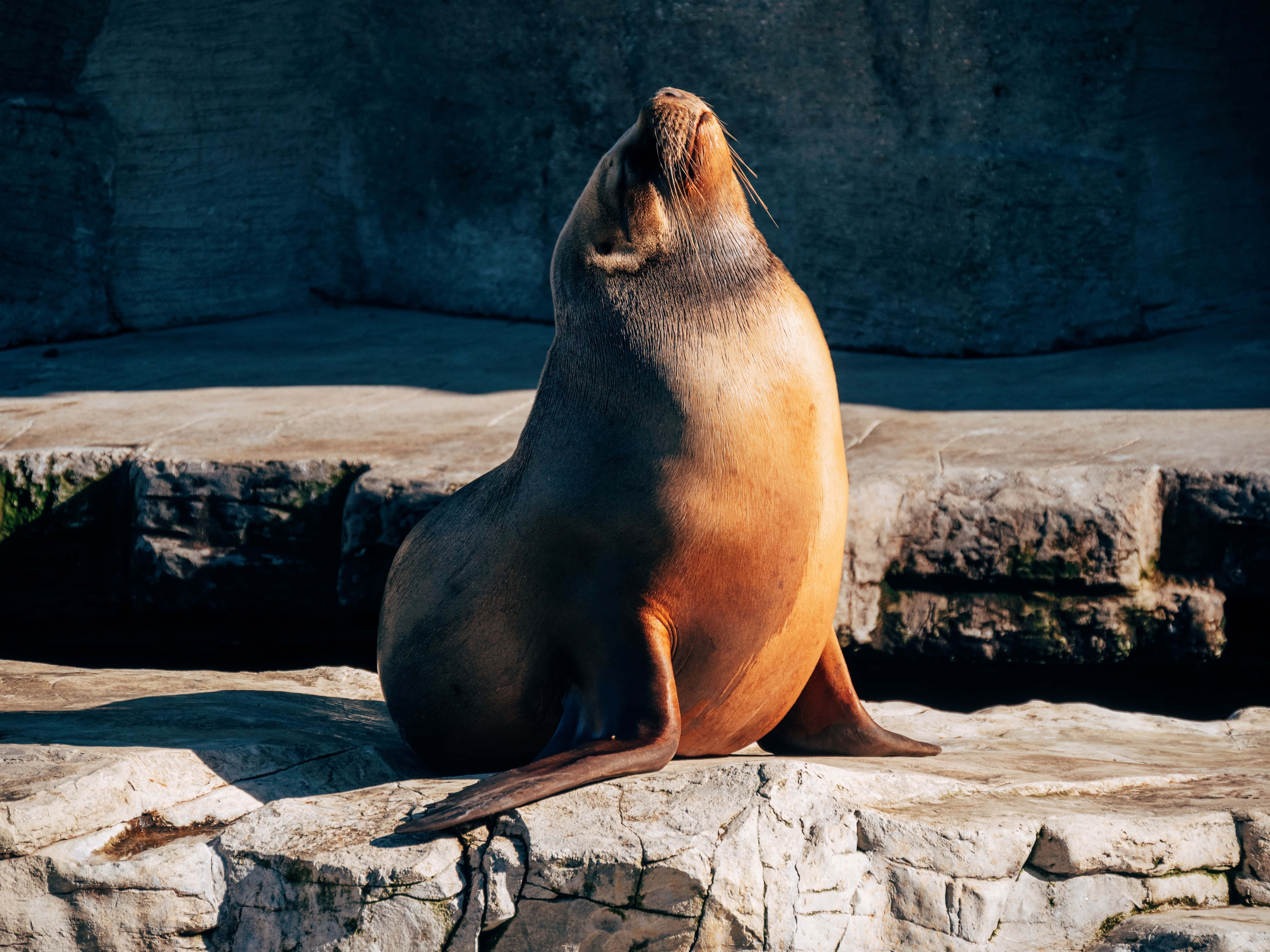 動物 桌布 壁紙 — 一隻沐浴在陽光下的海獅直立在岩石地形上，頭部向後傾斜靠著深色石牆曬太陽。