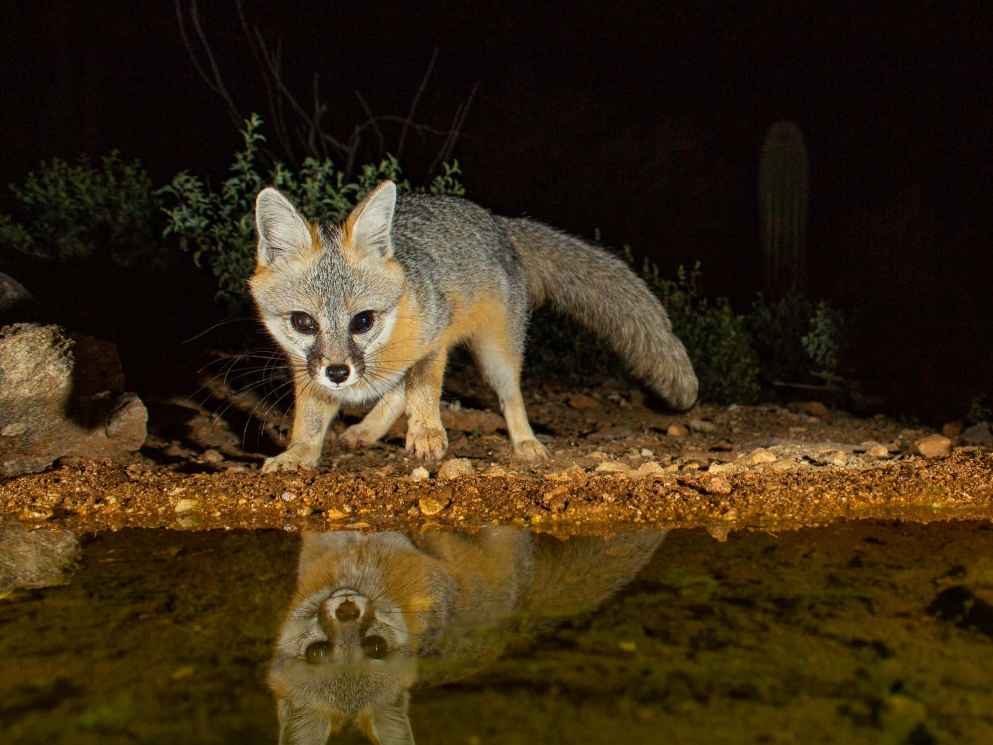 Gray Fox 桌布 壁紙 — 一隻沙漠狐狸在夜間警覺地站在水邊，其倒影映在下方平靜的水池中。