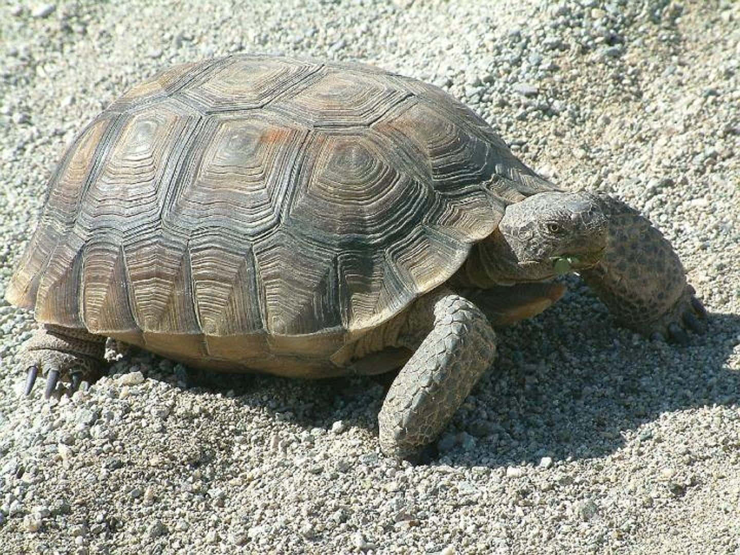 tortoise 桌布 壁紙 — 一隻沙漠陸龜在陽光照耀的碎石上緩慢行走，擁有紋理分明的龜殼和強壯的四肢。