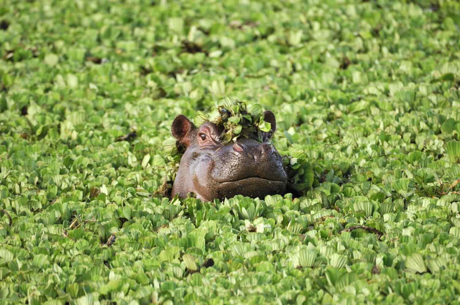 hippo 桌布 壁紙 — 一隻河馬在陽光明媚的非洲沼澤中，從茂密的綠色睡蓮間探出頭來。