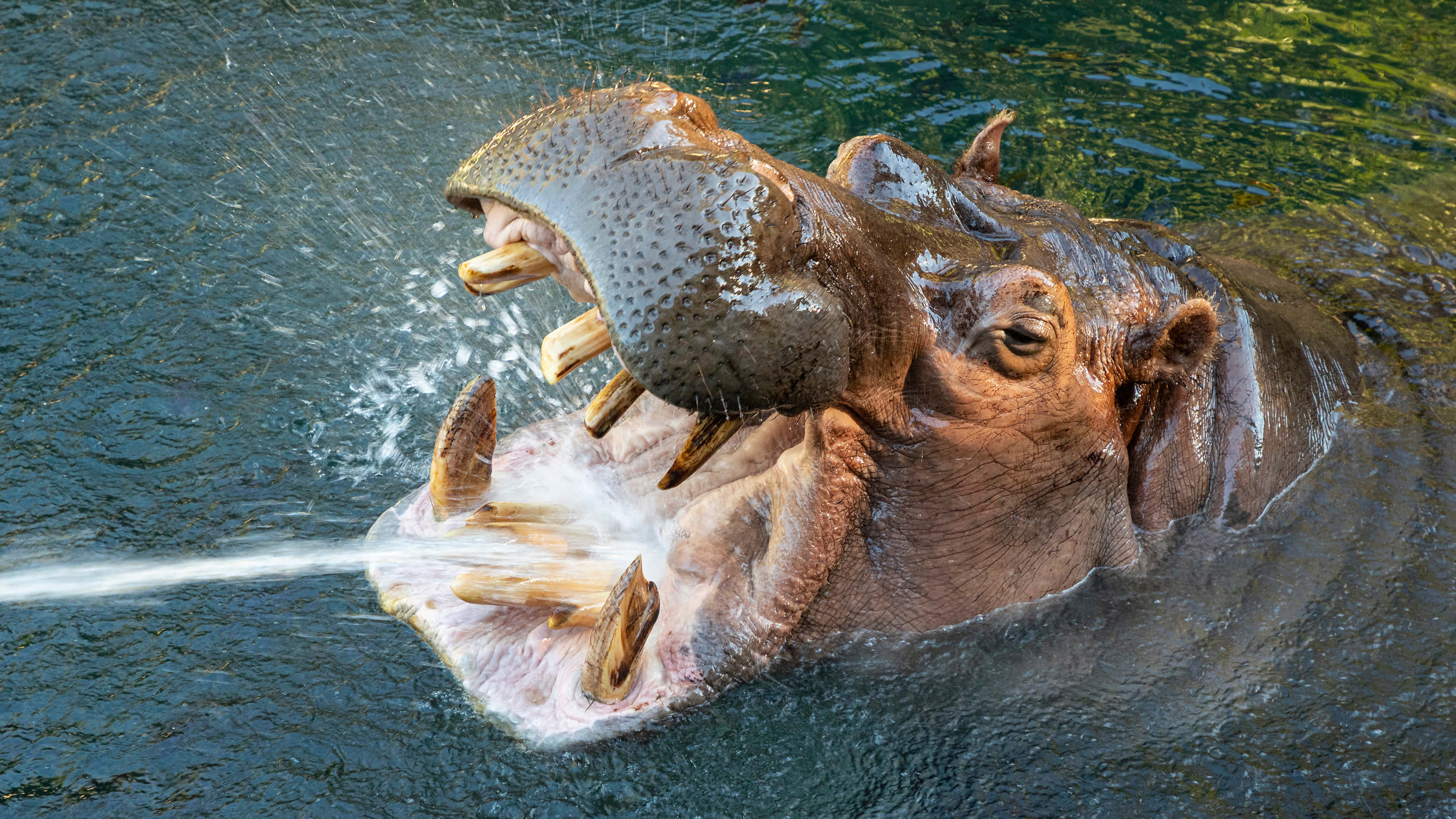 hippo 桌布 壁紙 — 一隻河馬從水中浮現，張開大嘴噴出強勁的水流，露出巨大的牙齒。