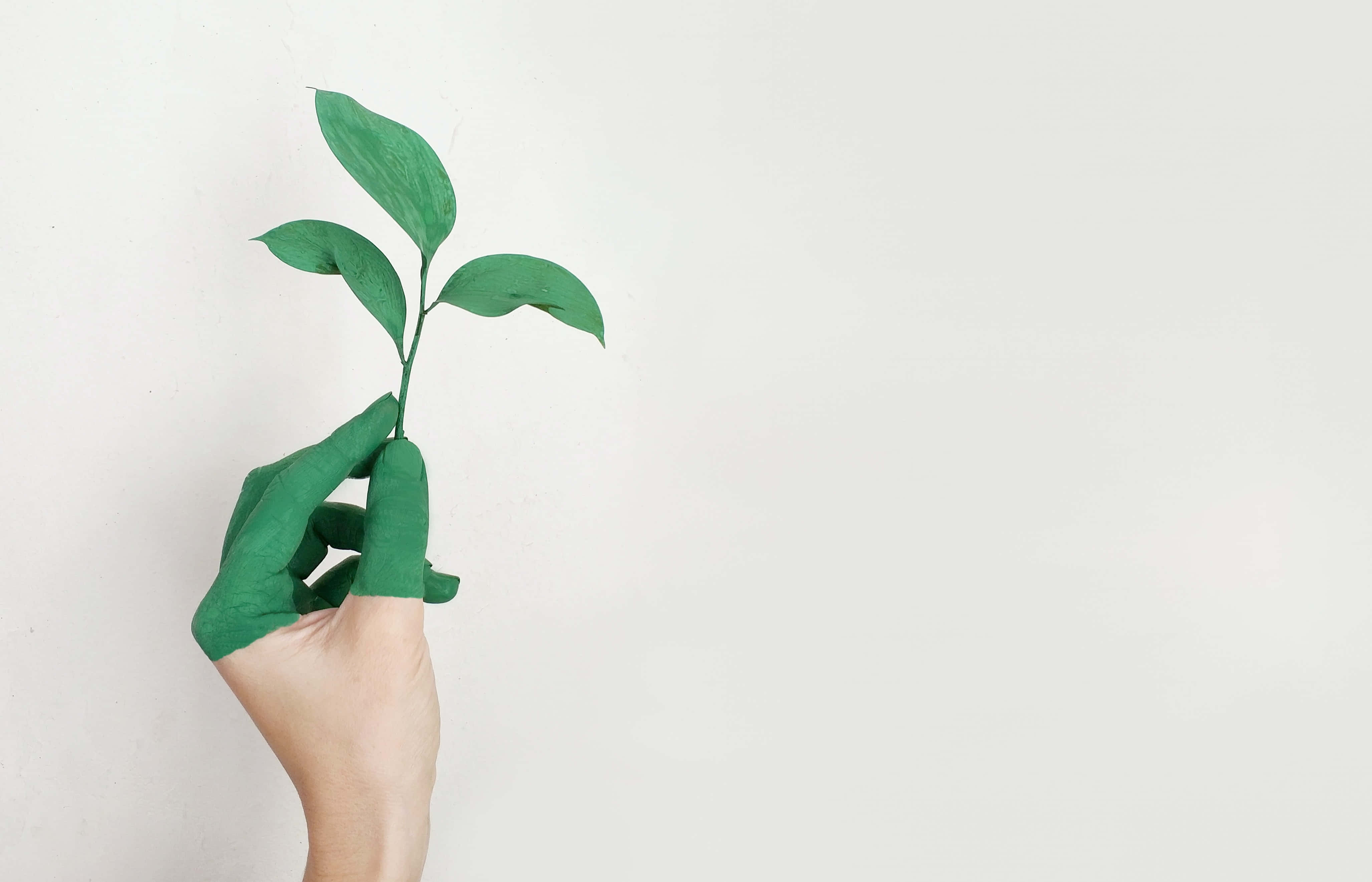 Plant Aesthetic 桌布 壁紙 — 一隻沾有綠色油漆的手，在純白色背景前拿著一株綠色小植物。