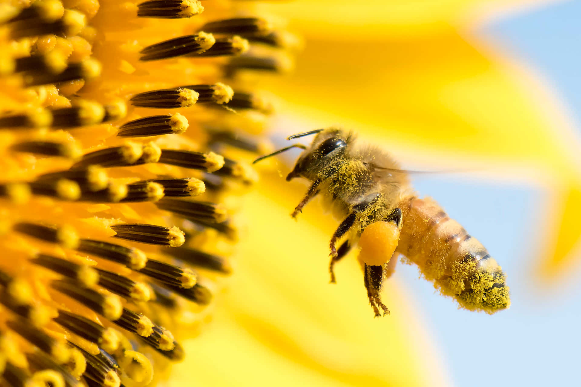 Queen Bee 桌布 壁紙 — 一隻沾滿花粉的蜜蜂在柔和的藍天下，靠近向日葵鮮黃色的中心盤旋。
