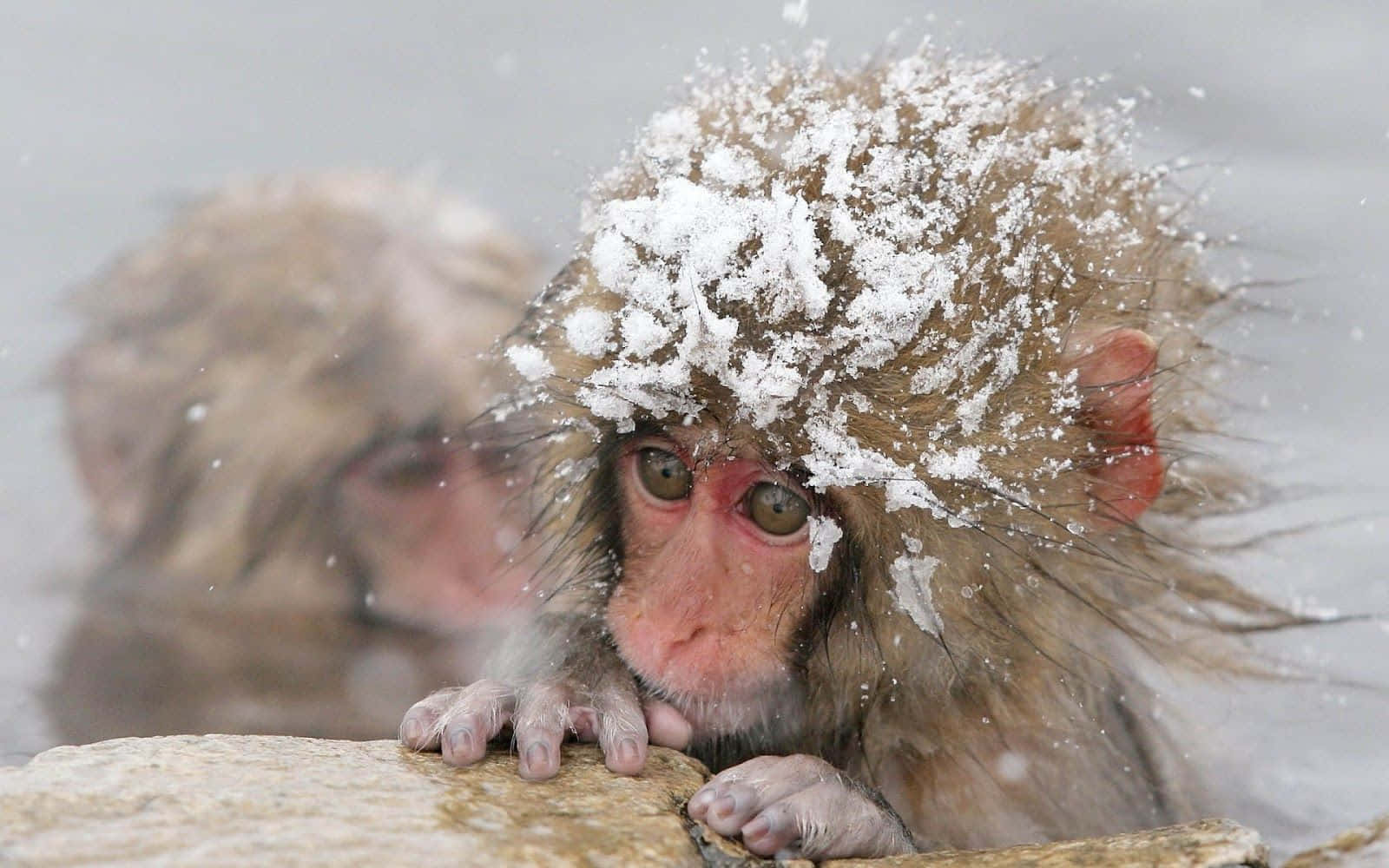 Winter Animal 桌布 壁紙 — 一隻沾滿雪花的猴子從冒著蒸氣的溫泉中好奇地探出頭來，雪花在牠毛茸茸的頭周圍飄舞。