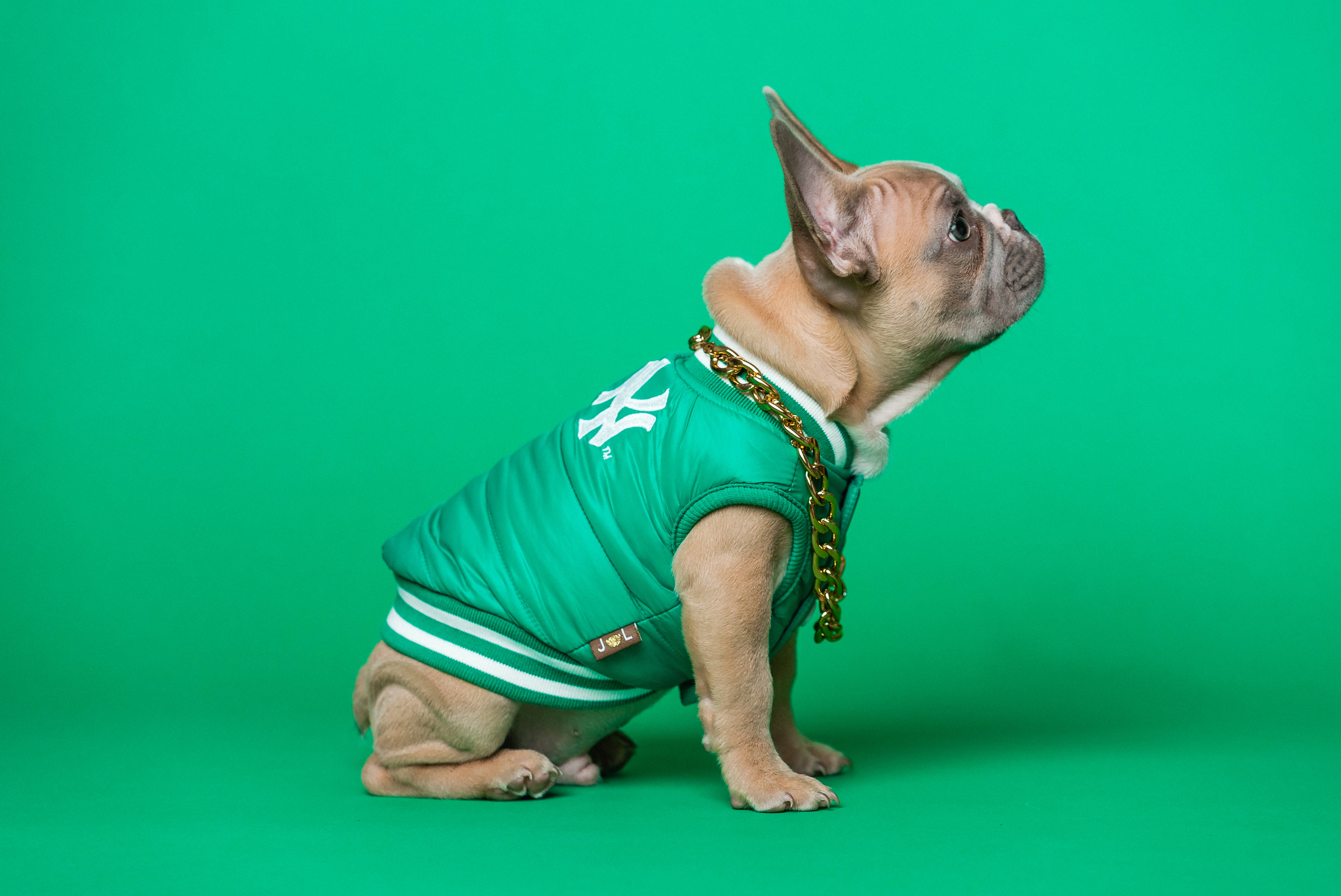 Bulldog 桌布 壁紙 — 一隻法國鬥牛犬幼犬穿著綠色洋基隊球衣和金色鏈條，坐在純綠色背景前。
