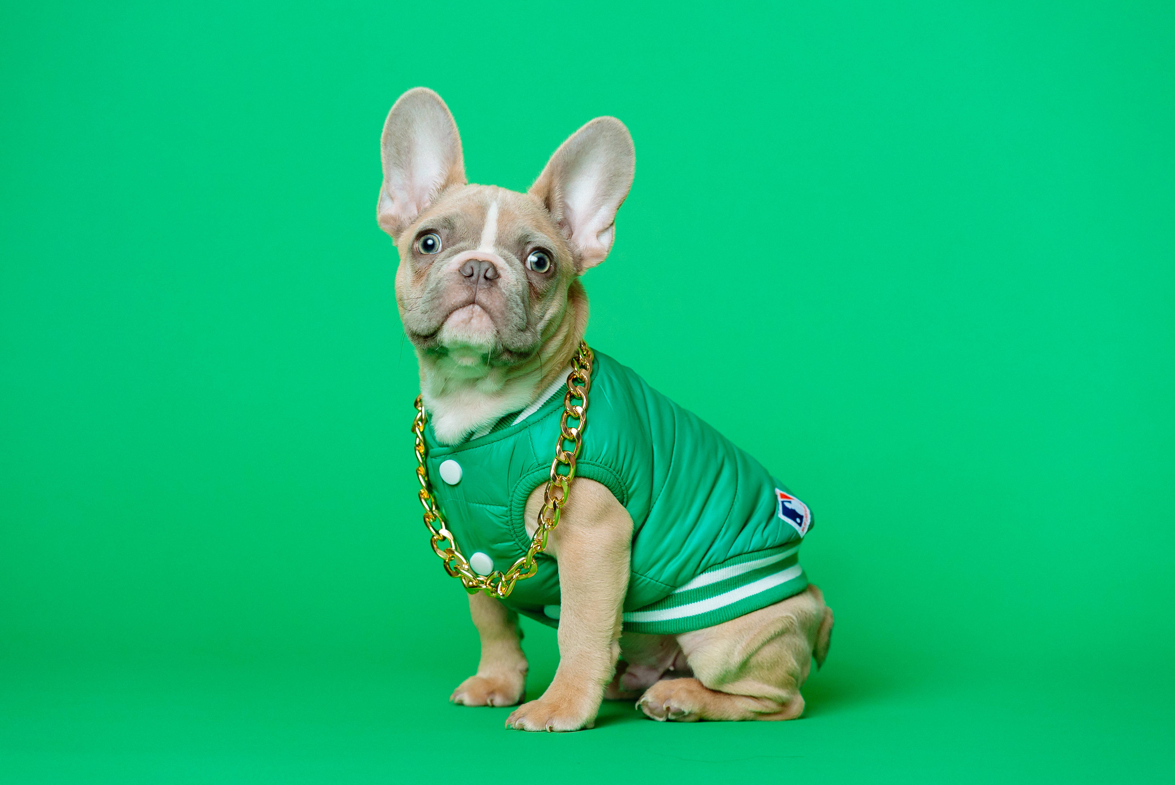 Bulldog 桌布 壁紙 — 一隻法國鬥牛犬幼犬穿著綠色球衣和金色鏈條，坐在純綠色背景前。