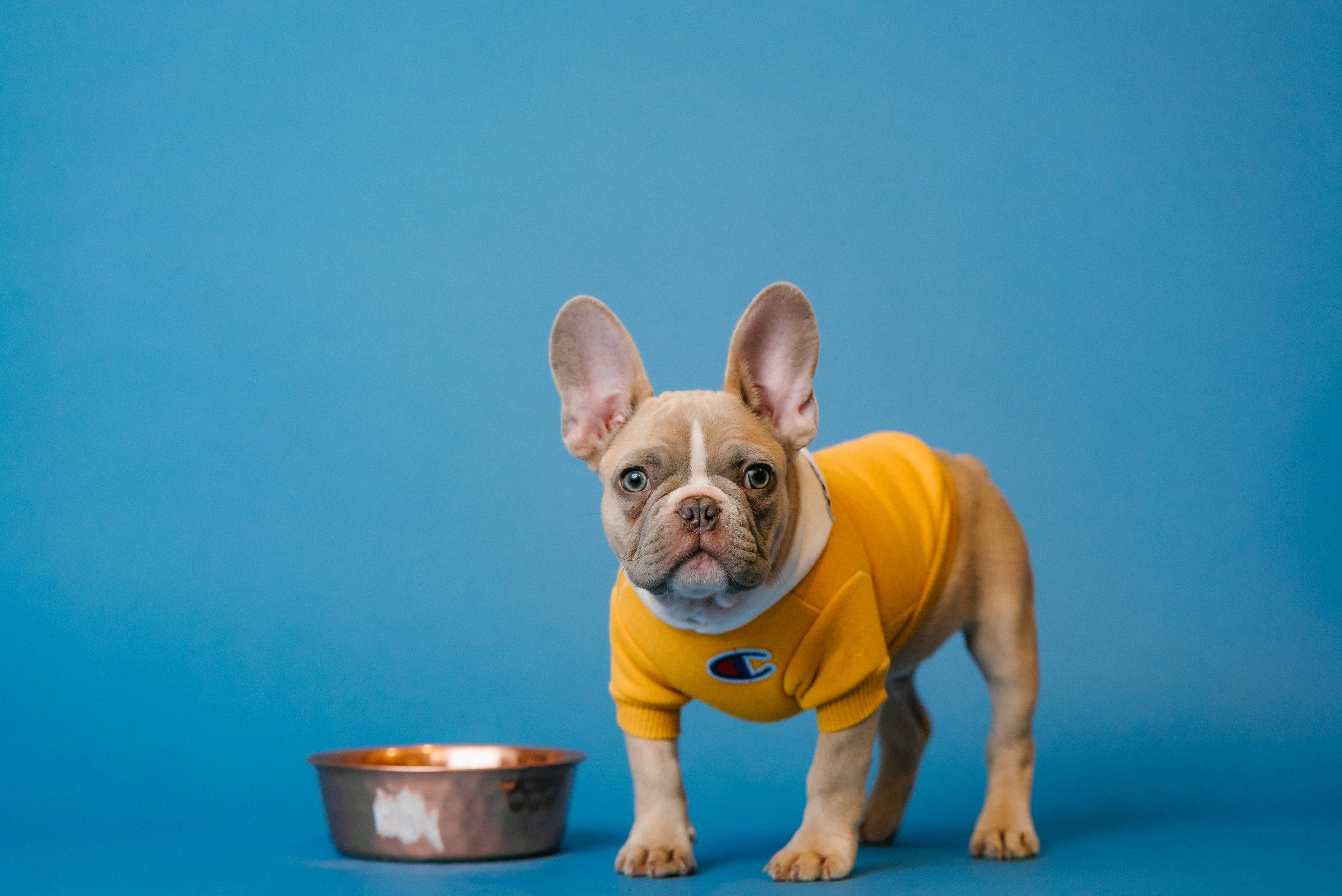 Bulldog 桌布 壁紙 — 一隻法國鬥牛犬幼犬穿著黃色 Champion 毛衣，站在純藍色背景旁的銅碗旁邊。