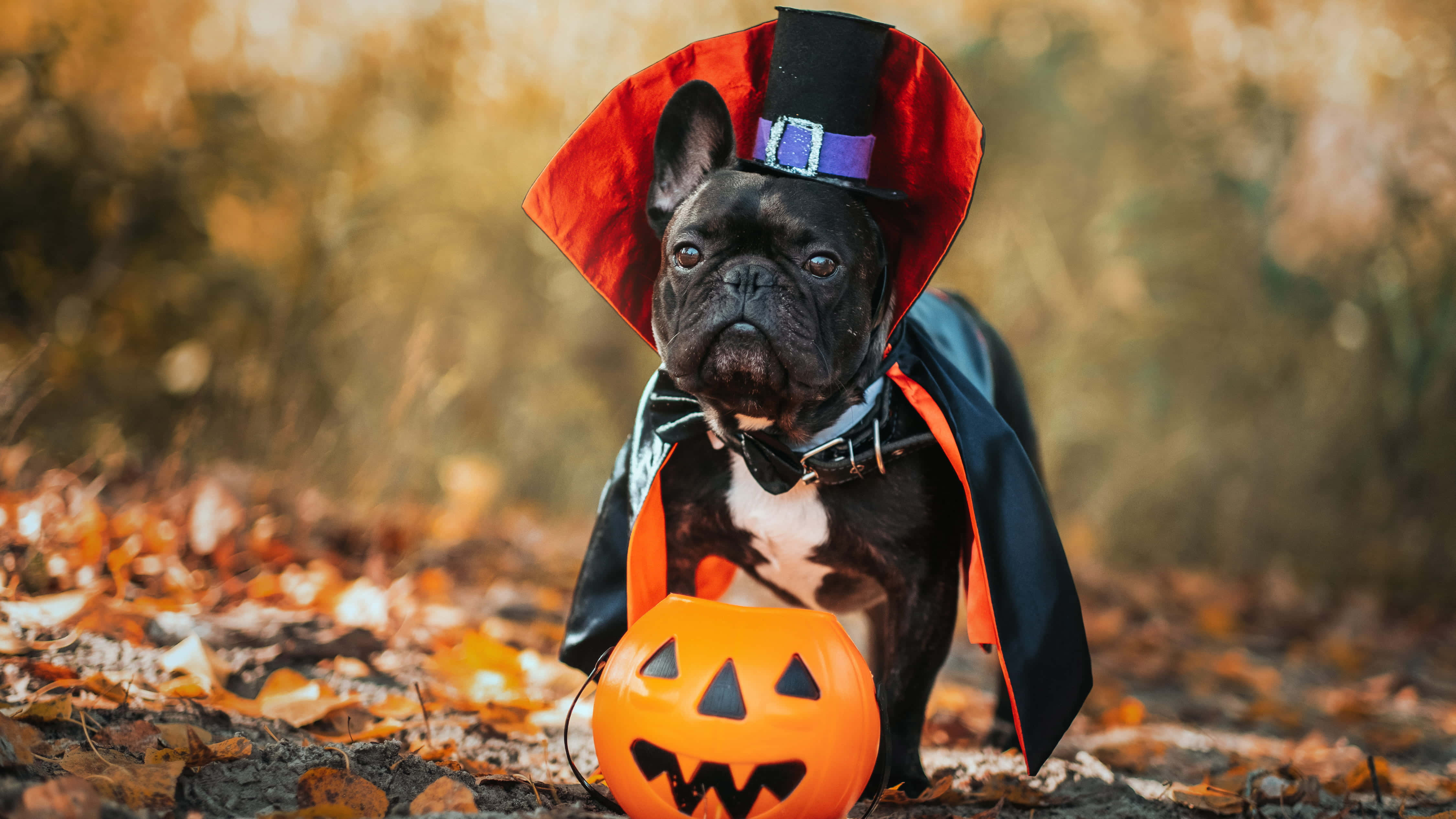 Halloween Costume 桌布 壁紙 — 一隻法國鬥牛犬打扮成吸血鬼，穿著紅色斗篷和高帽，站在一個葉子茂密的秋日森林中的傑克南瓜燈旁。