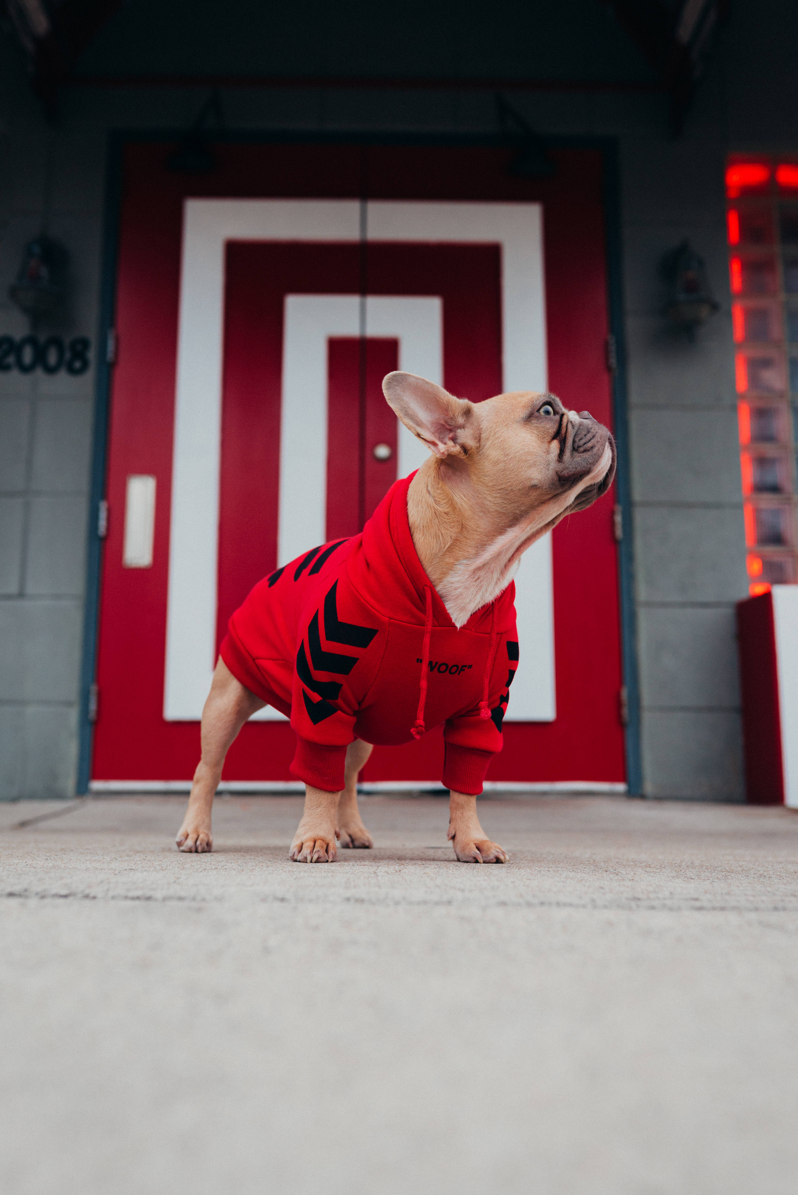 Bulldog 桌布 壁紙 — 一隻法國鬥牛犬穿著紅色連帽衫，站在一扇帶有白色幾何圖案的醒目紅門前。