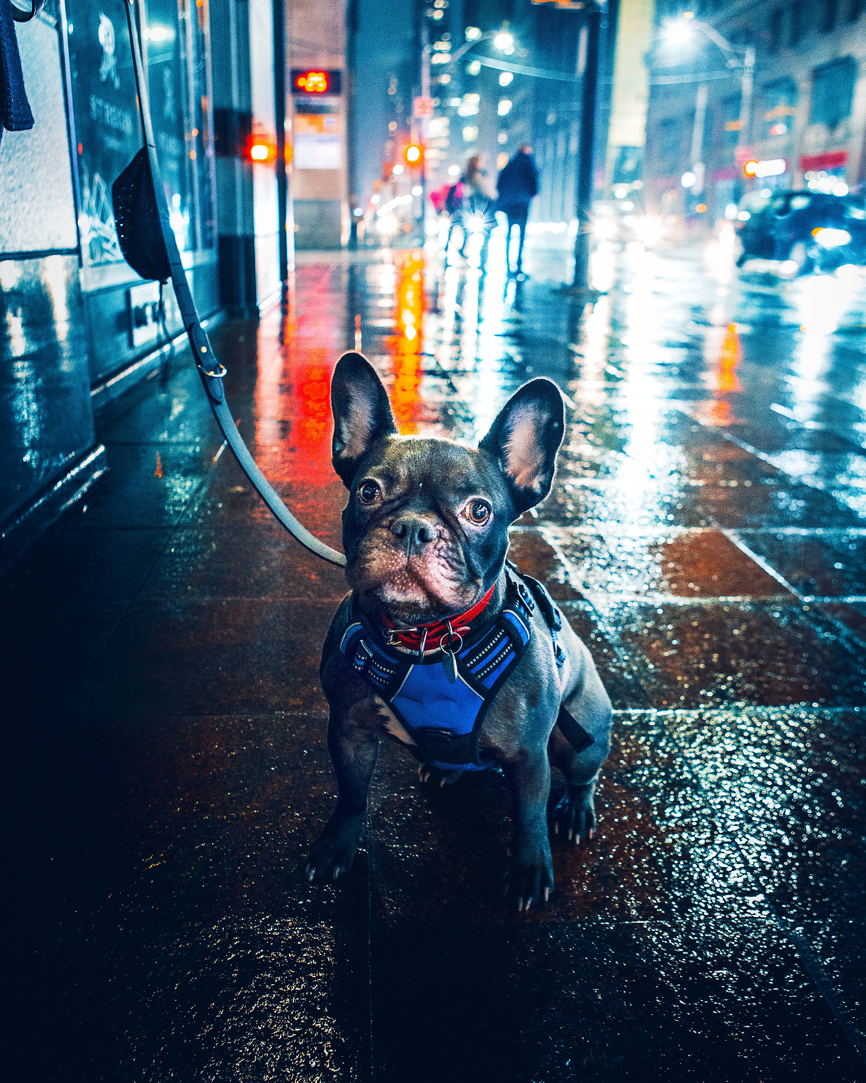 Bulldog 桌布 壁紙 — 一隻法國鬥牛犬穿著藍色胸背帶，坐在夜晚被雨淋濕的城市街道上，被發光的街燈和汽車反射照亮。