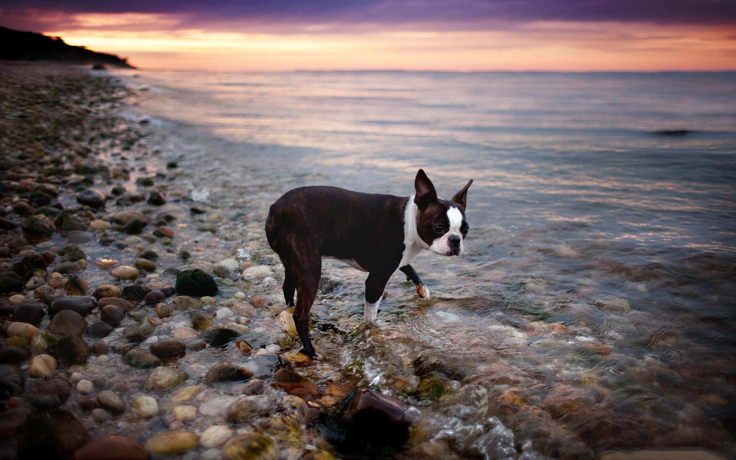 boston terrier 桌布 壁紙 — 一隻波士頓㹴犬站在日落時分岩石海灘的淺水中，天空呈現鮮豔的紫色和橙色。