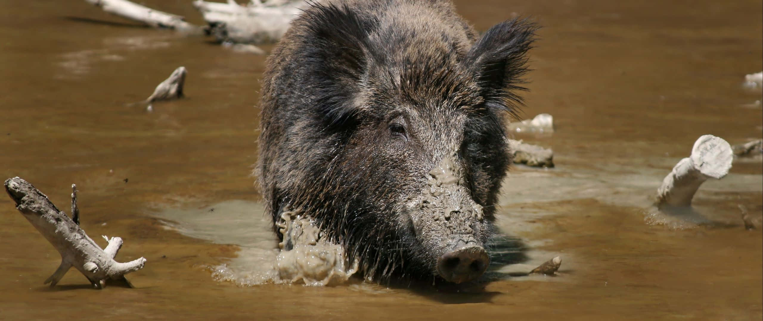 Hog 桌布 壁紙 — 一隻泥鼻野豬站在淺棕色水中，周圍有浮木。