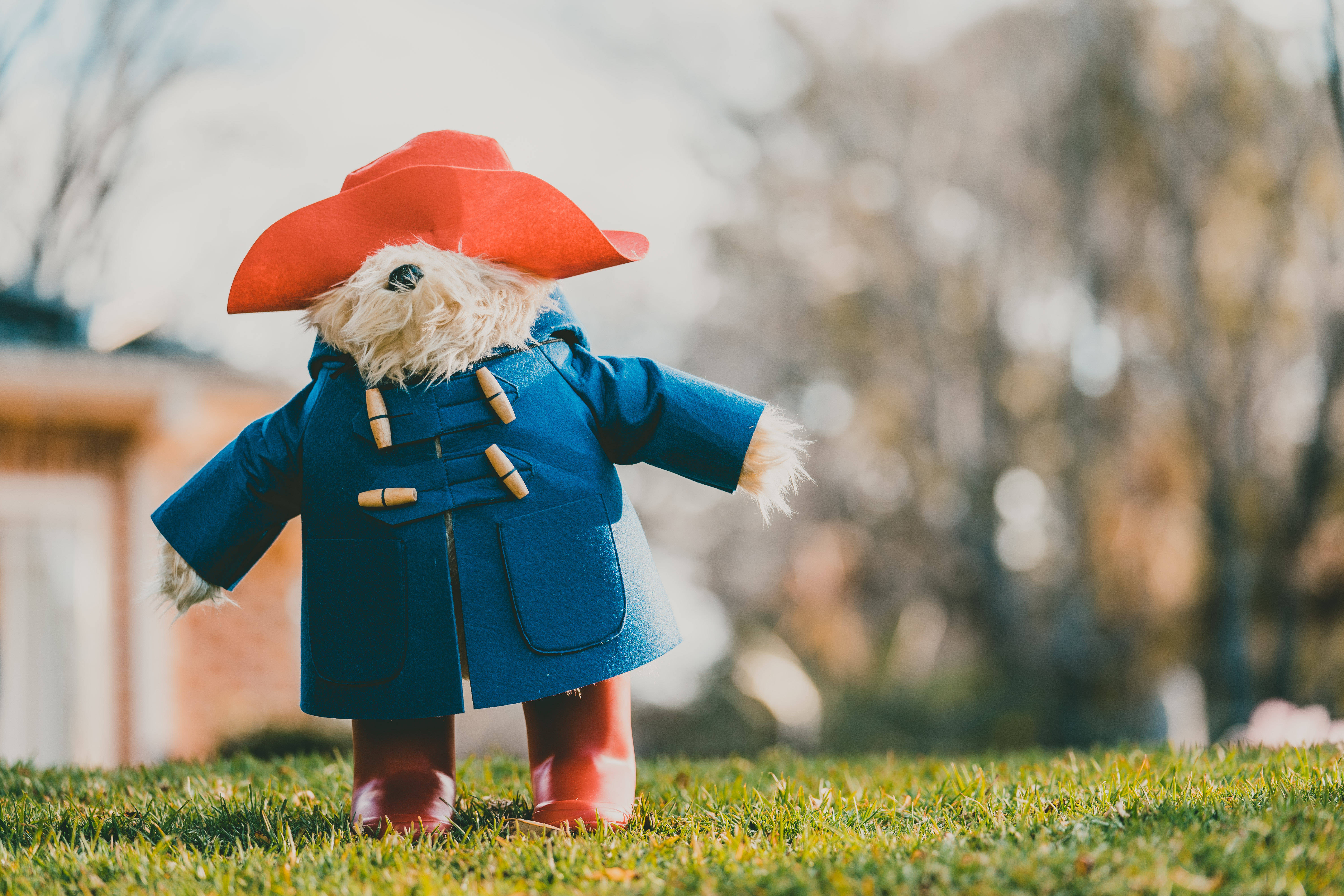 Cute Bear 桌布 壁紙 — 一隻泰迪熊穿著藍色粗呢大衣、紅色帽子和靴子，站在綠色草地上，背景是模糊的樹木。