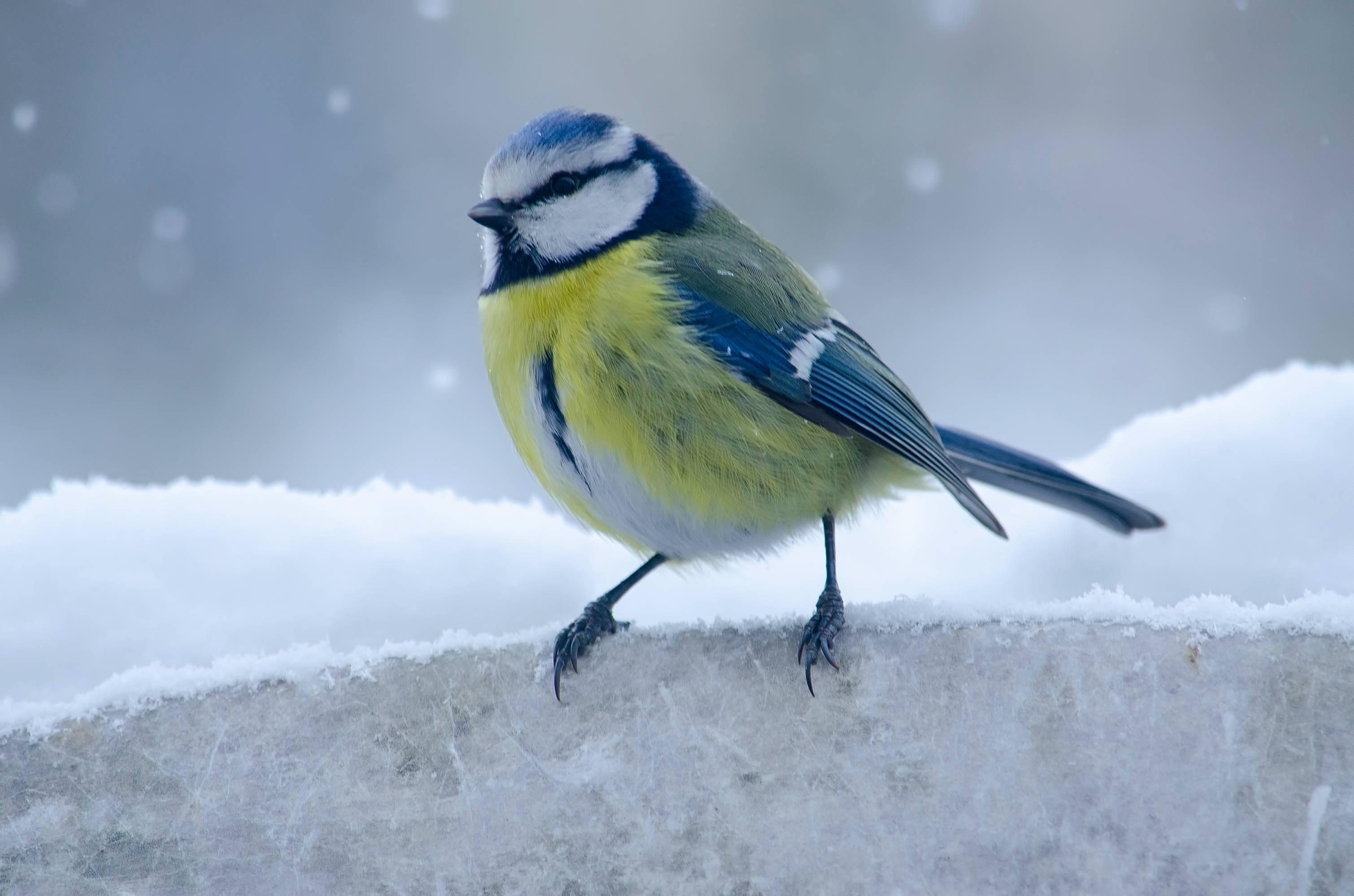 鳥 桌布 壁紙 — 一隻活潑的藍山雀棲息在積雪的窗台上，輕柔的雪花在柔和的冬日薄霧中飄落。