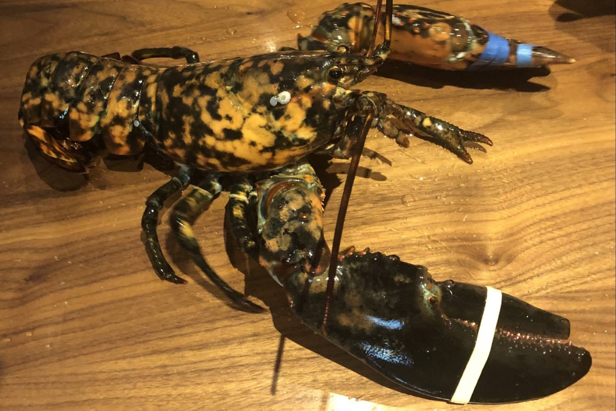 Lobster 桌布 壁紙 — 一隻活龍蝦，帶有斑駁的橙色和黑色外殼，放在木桌上，爪子上有藍色帶子。