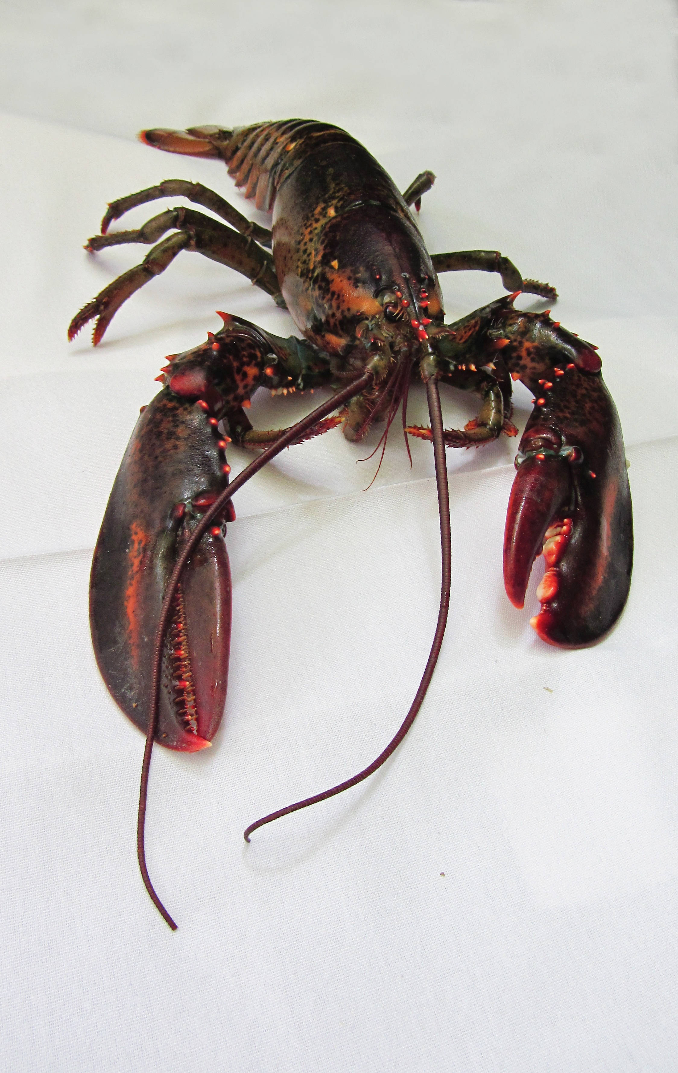 Lobster 桌布 壁紙 — 一隻活龍蝦，深色外殼和紅色鉗子，躺在白色紋理表面上。