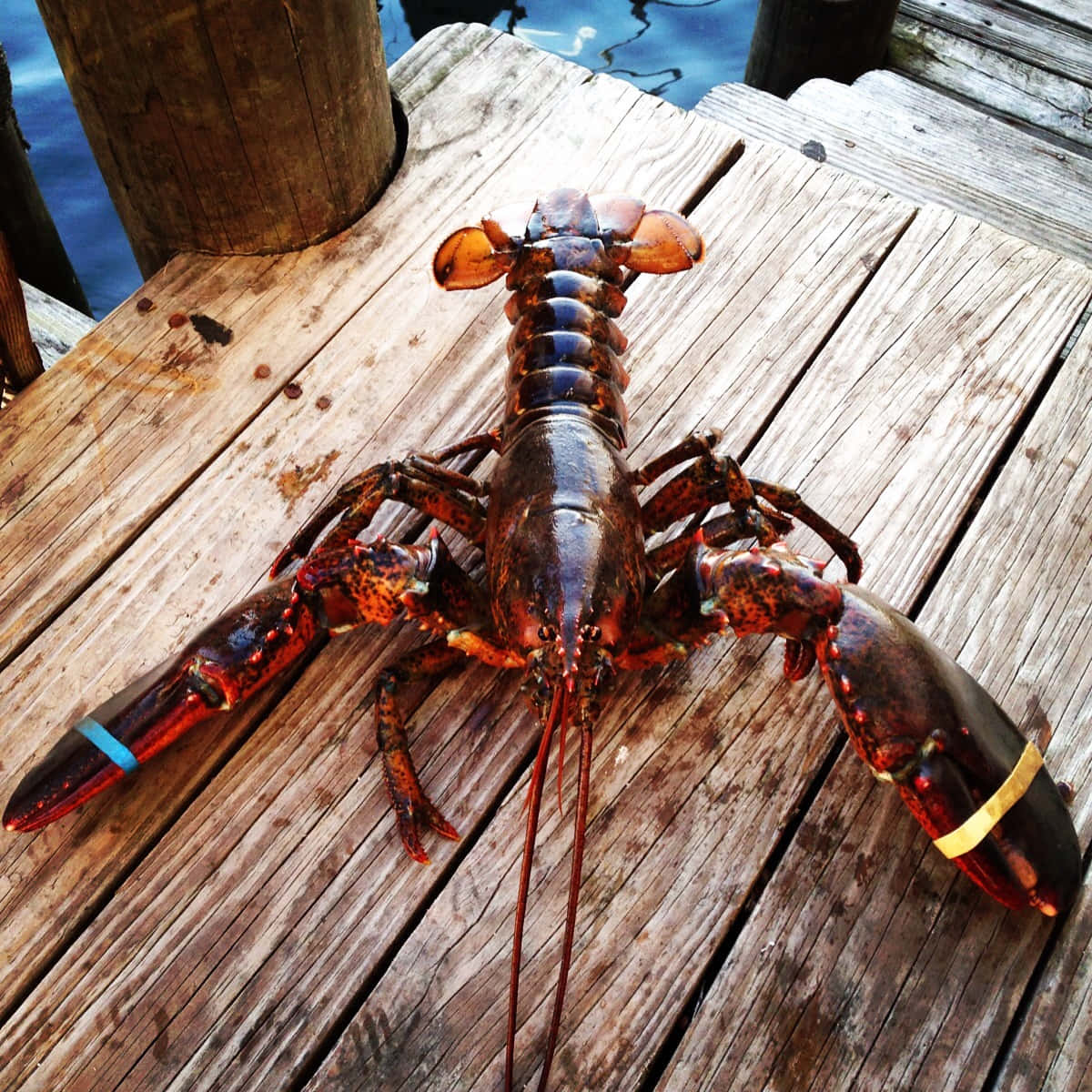 Lobster 桌布 壁紙 — 一隻活龍蝦，爪上有藍色和黃色條紋，躺在水邊風化的木碼頭板上。