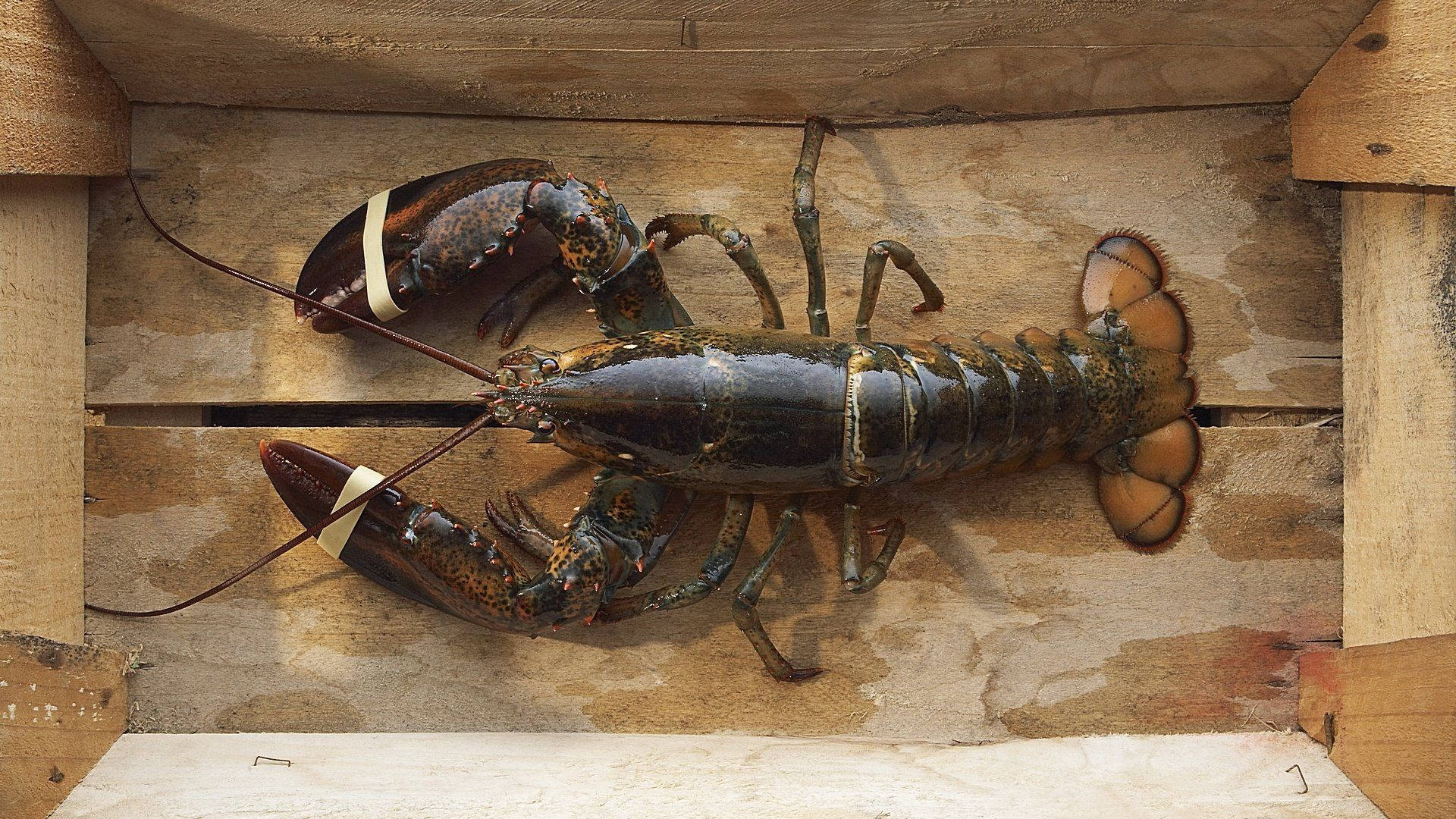 Lobster 桌布 壁紙 — 一隻活龍蝦用膠帶纏住鉗子，躺在風化的木箱中，展示其詳細的殼和觸角。