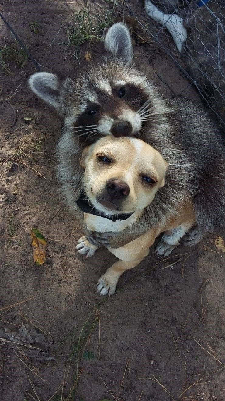 Hugging 桌布 壁紙 — 一隻浣熊依偎在一隻小狗的頭上，背景是散落樹葉和籬笆的泥地庭院。