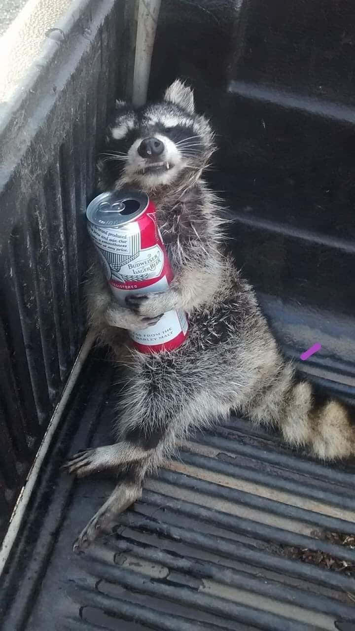 動物 桌布 壁紙 — 一隻浣熊在卡車車斗裡休息，拿著啤酒罐，表情傻乎乎的。