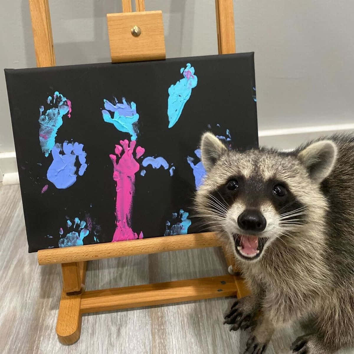 動物 桌布 壁紙 — 一隻浣熊在畫架上黑色畫布旁咧嘴笑，畫布上展示著藍色和粉紅色的彩色手印。