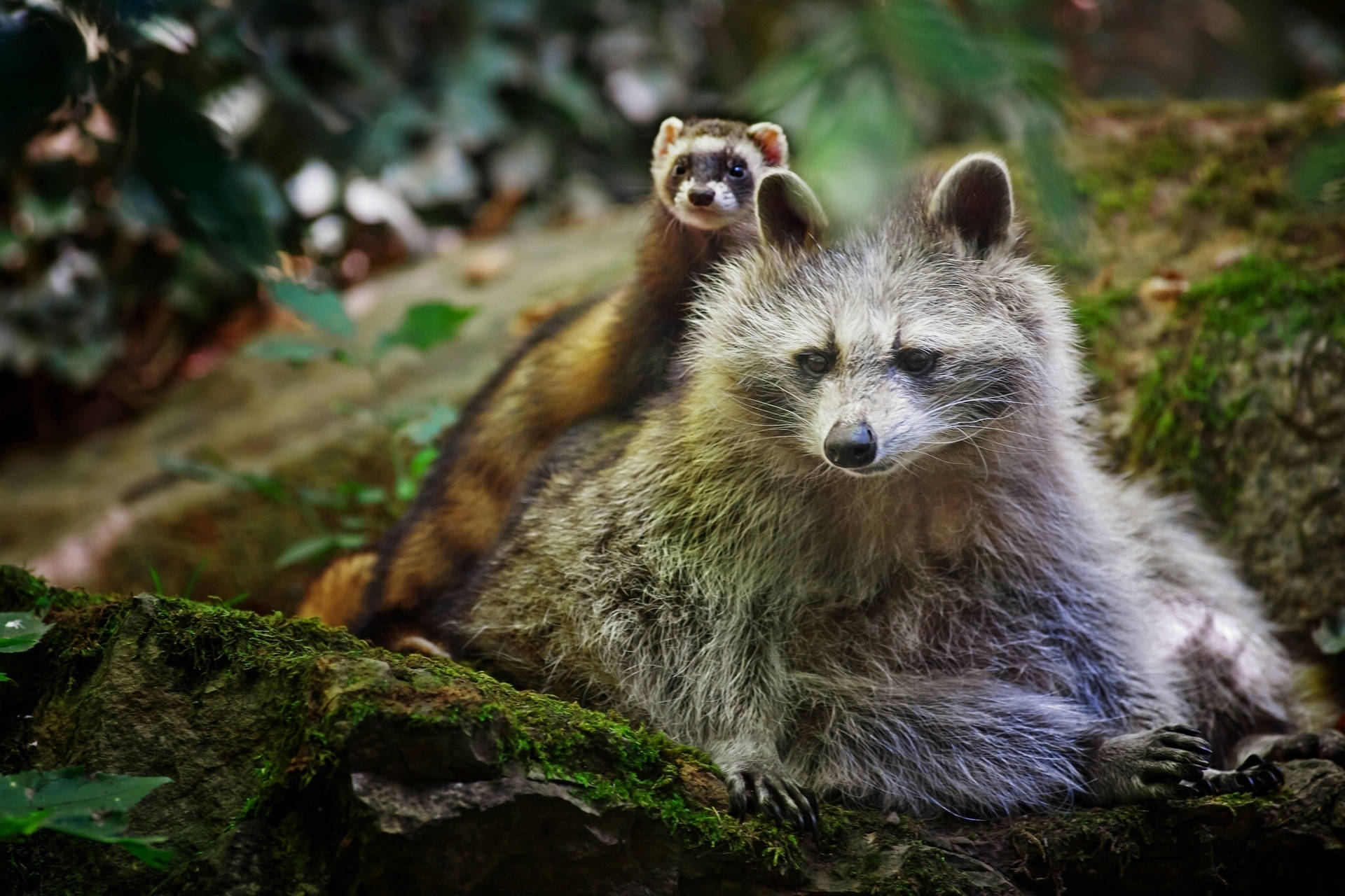 Ferret 桌布 壁紙 — 一隻浣熊媽媽和她的幼崽在茂密綠色森林中的一塊長滿苔蘚的石頭上一起休息。
