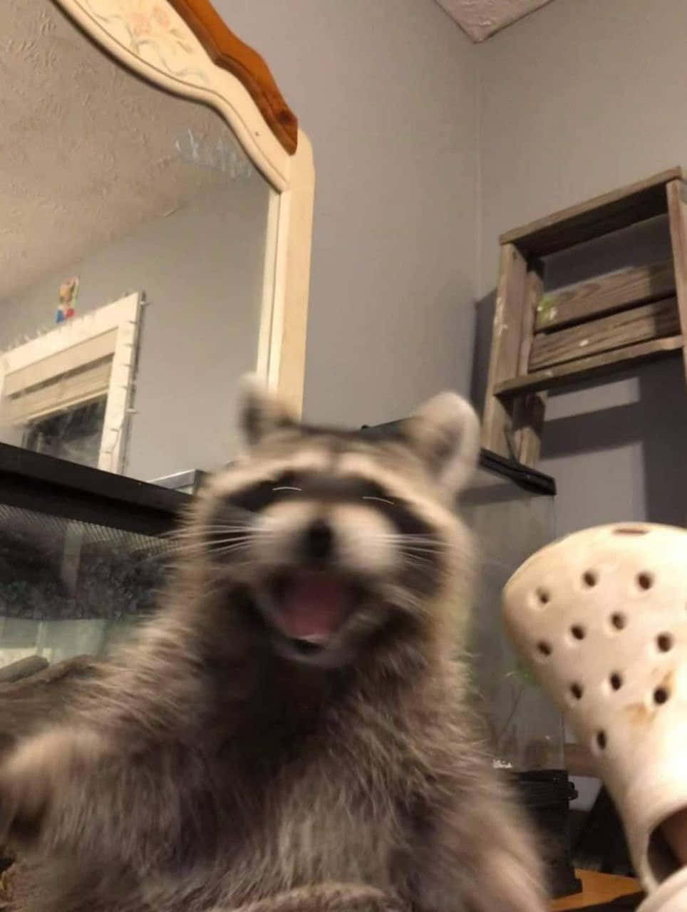 動物 桌布 壁紙 — 一隻浣熊張大嘴巴，似乎在室內鏡子和鱷魚鞋附近大笑或打呵欠。