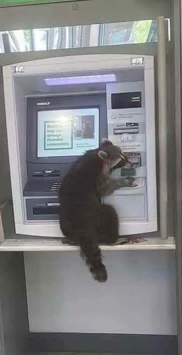 動物 桌布 壁紙 — 一隻浣熊棲息在自動櫃員機頂部，在光線昏暗的銀行大廳內好奇地用爪子觸碰鍵盤。