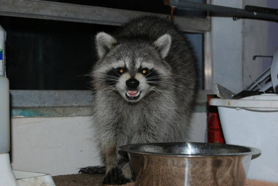 Angry 桌布 壁紙 — 一隻浣熊眼睛發光、張開嘴巴，警覺地站在昏暗室內空間的金屬碗旁邊。