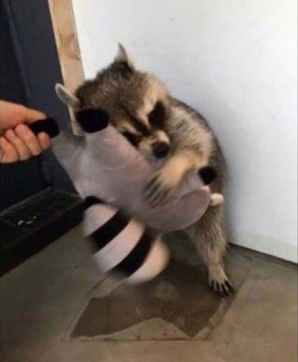 動物 桌布 壁紙 — 一隻浣熊緊抱著一個毛絨浣熊玩具，同時一隻手抓住牠的尾巴，營造出有趣的室內時刻。