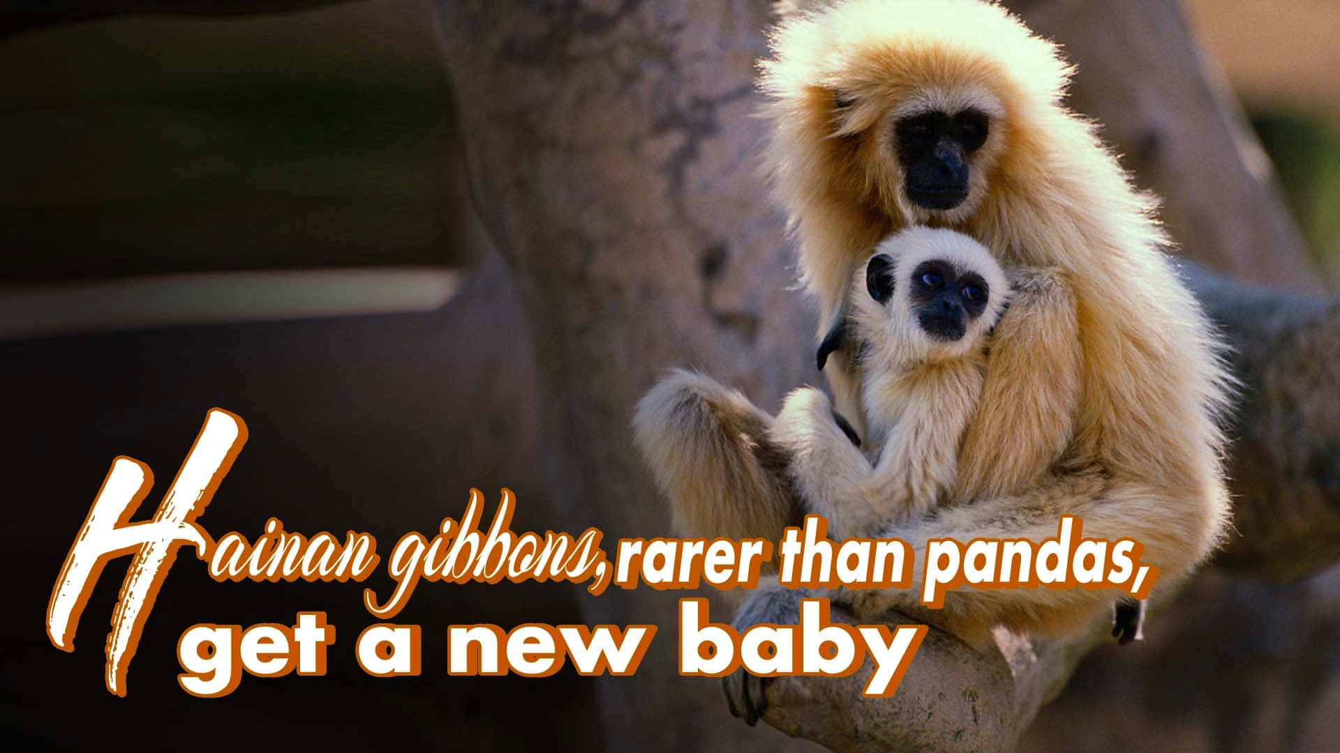 HD Gibbon 桌布 壁紙 — 一隻海南長臂猿媽媽在陽光明媚的森林環境中，在樹枝上抱著她的寶寶。