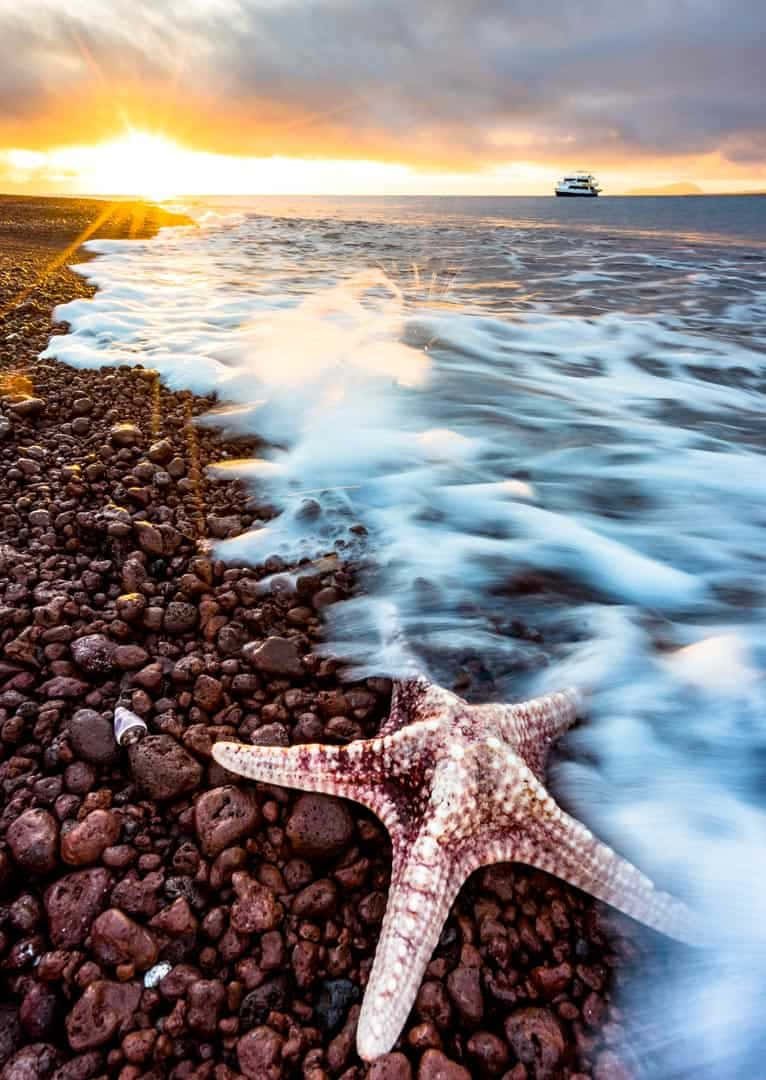 Starfish 桌布 壁紙 — 一隻海星在深色火山岩上休息，溫柔的海浪在日落時分拍打上岸，遠方地平線上有艘小船。
