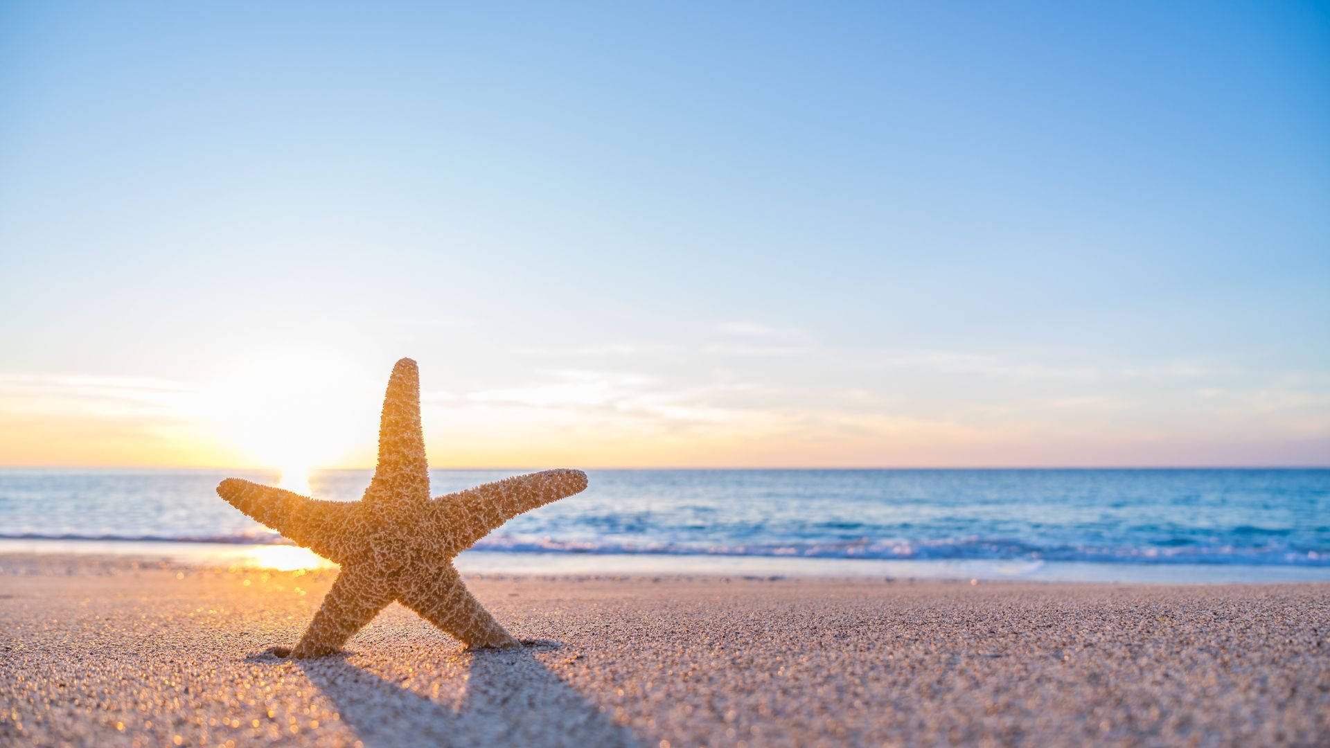 Starfish 桌布 壁紙 — 一隻海星躺在陽光照耀的沙灘上，金色的夕陽光芒在平靜的海浪上閃爍。