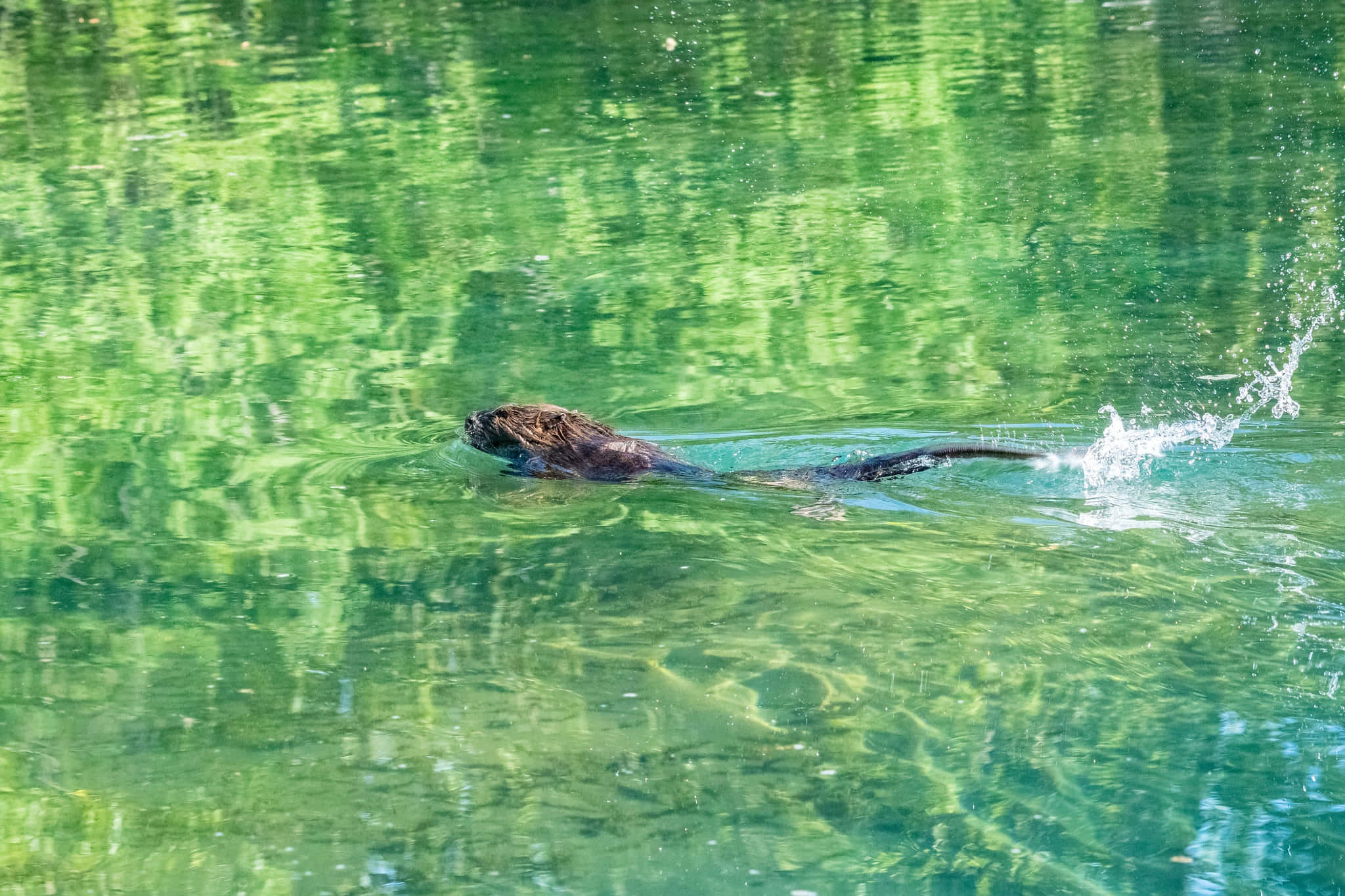 Otter 桌布 壁紙 — 一隻海狸在清澈的綠色水中滑行，產生漣漪和水花，陽光在水面反射。