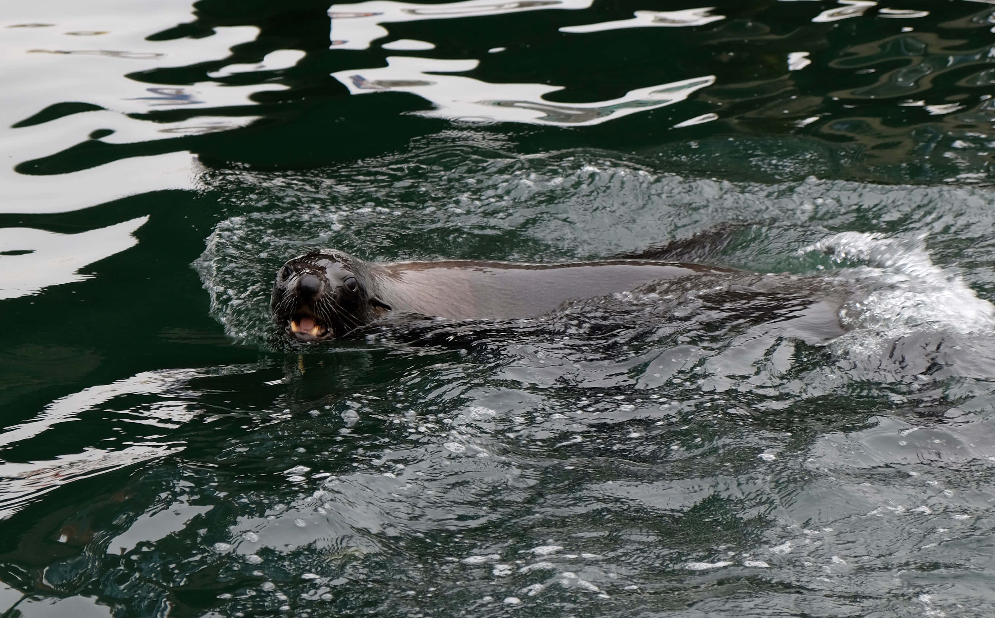 動物 桌布 壁紙 — 一隻海獅在深綠色海水中強力游動，頭部周圍激起白色水花。