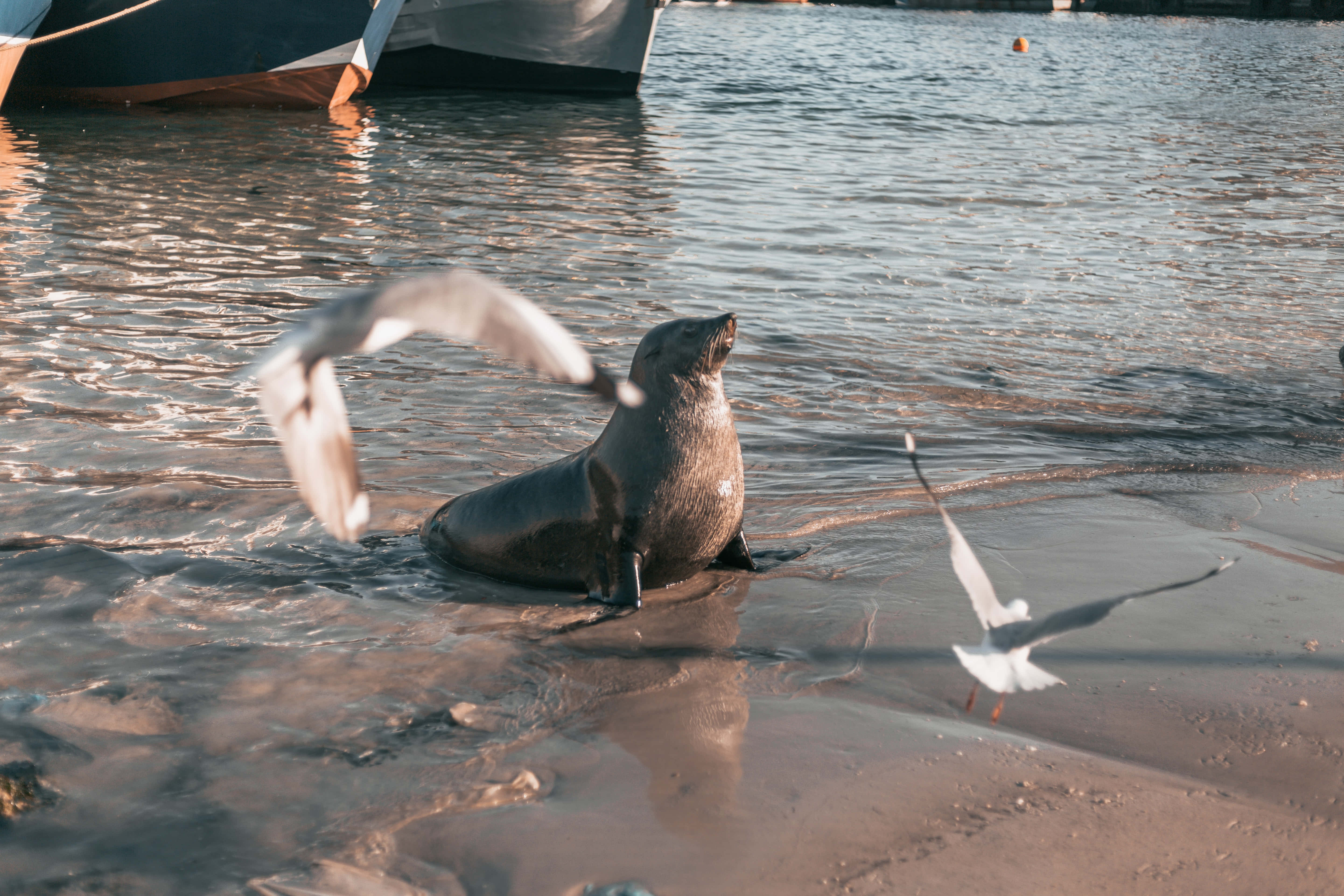 動物 桌布 壁紙 — 一隻海獅在淺水區休息，海鷗在停泊的船附近飛來飛去。