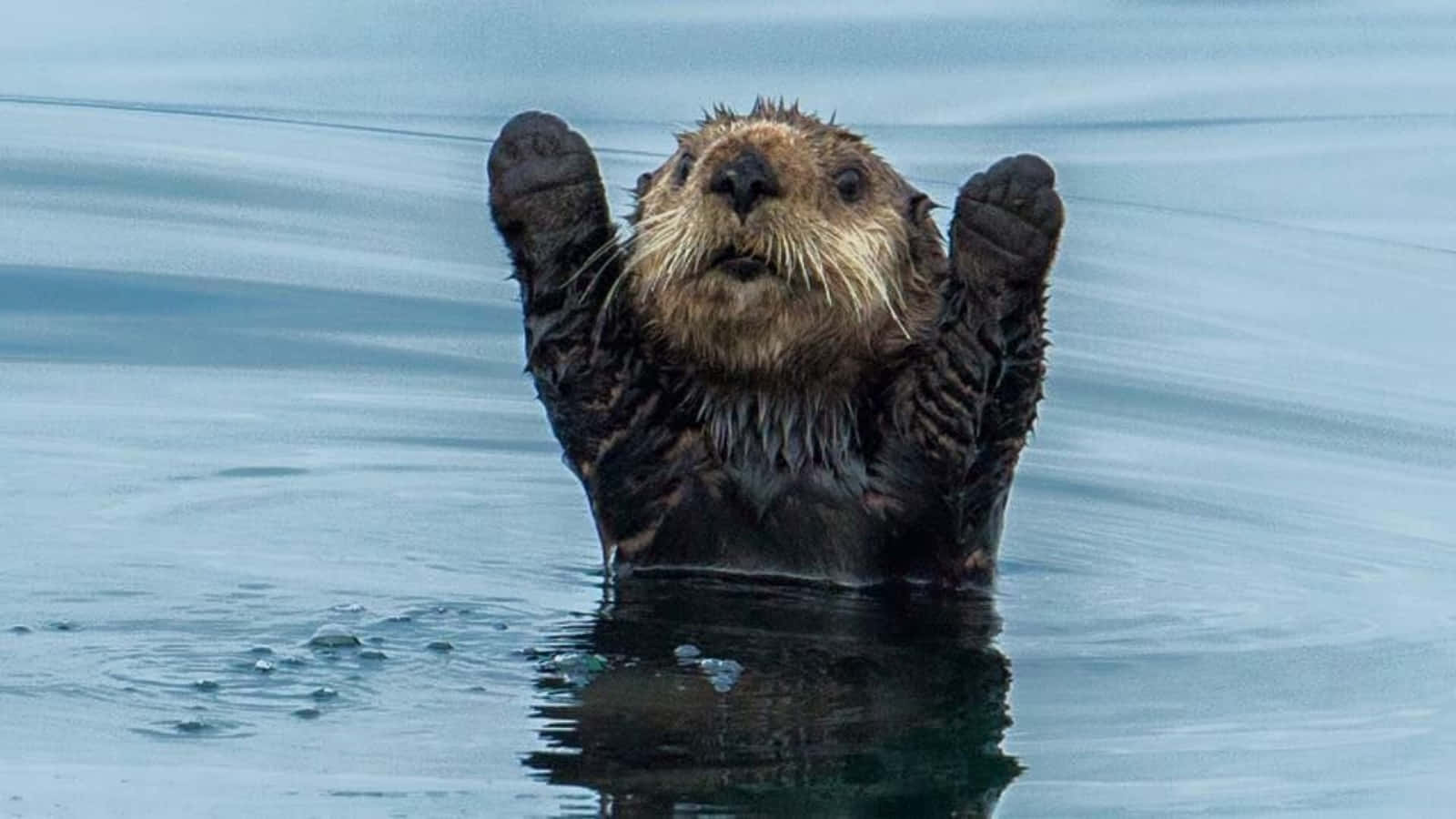 動物 桌布 壁紙 — 一隻海獺以好奇的表情，頑皮地將爪子舉在平靜的藍色水面上。