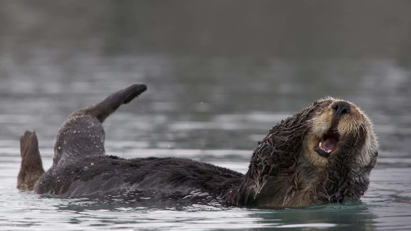 Otter 桌布 壁紙 — 一隻海獺在平靜的水面上仰面漂浮，張開嘴巴，舉起爪子，表現出頑皮的放鬆姿態。