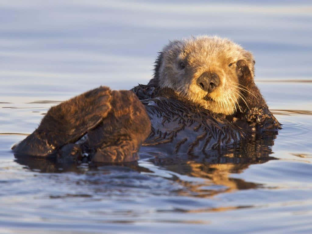 Otter 桌布 壁紙 — 一隻海獺在平靜的水面上安詳地仰面漂浮，爪子輕輕地擱著，陽光在濕漉漉的皮毛和漣漪上閃爍。