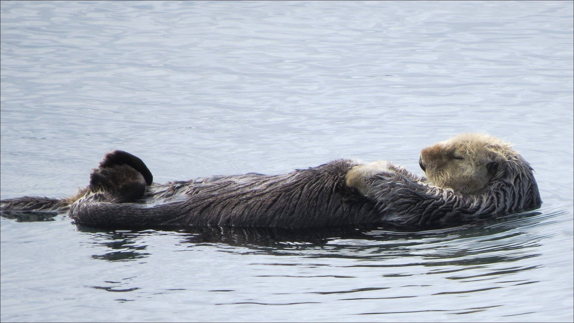 Otter 桌布 壁紙 — 一隻海獺在平靜的海水中安詳地仰面漂浮，爪子輕輕擱在水面上。