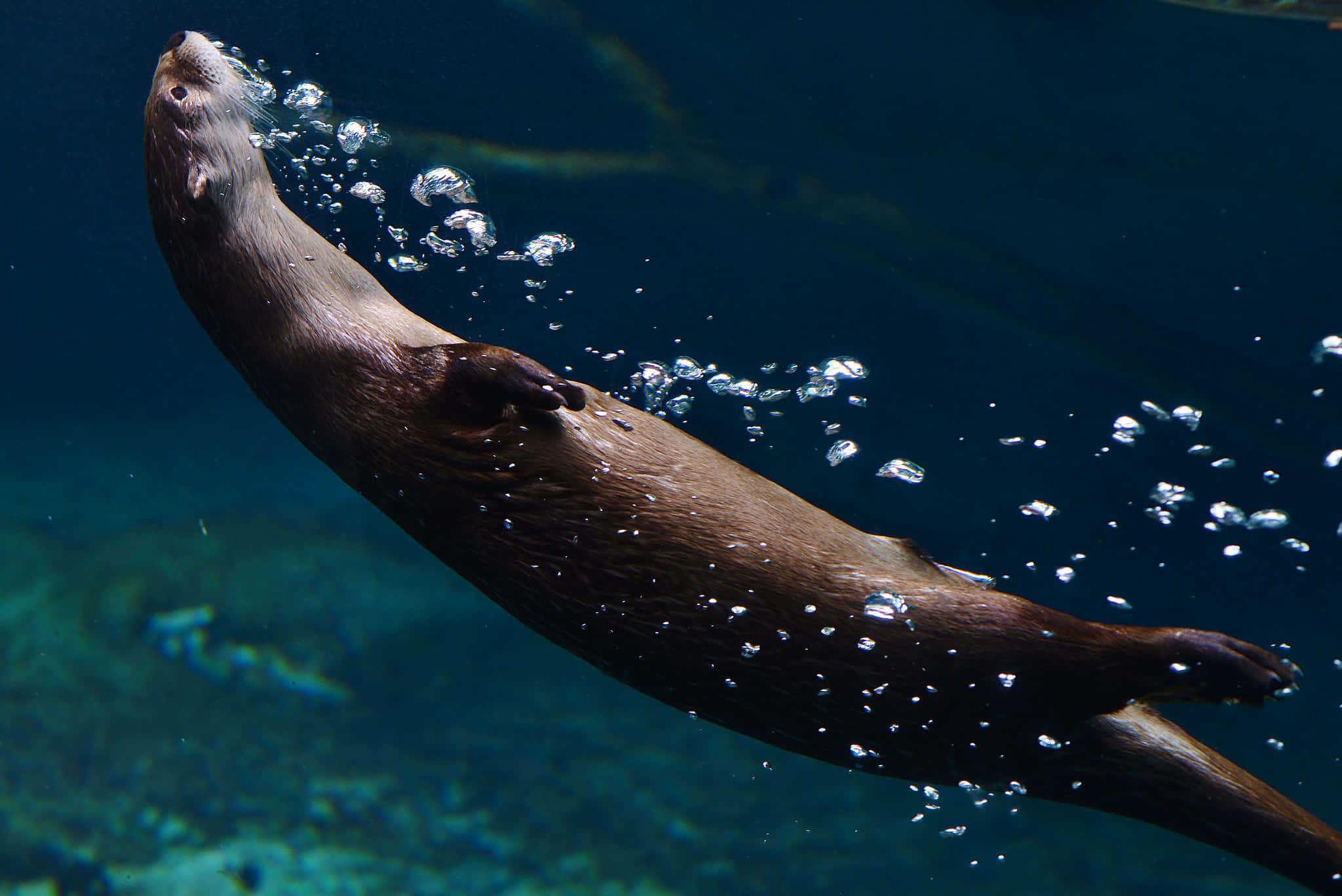 Otter 桌布 壁紙 — 一隻海獺在深藍色海水中優雅地滑行，呼出一串閃閃發光的氣泡。