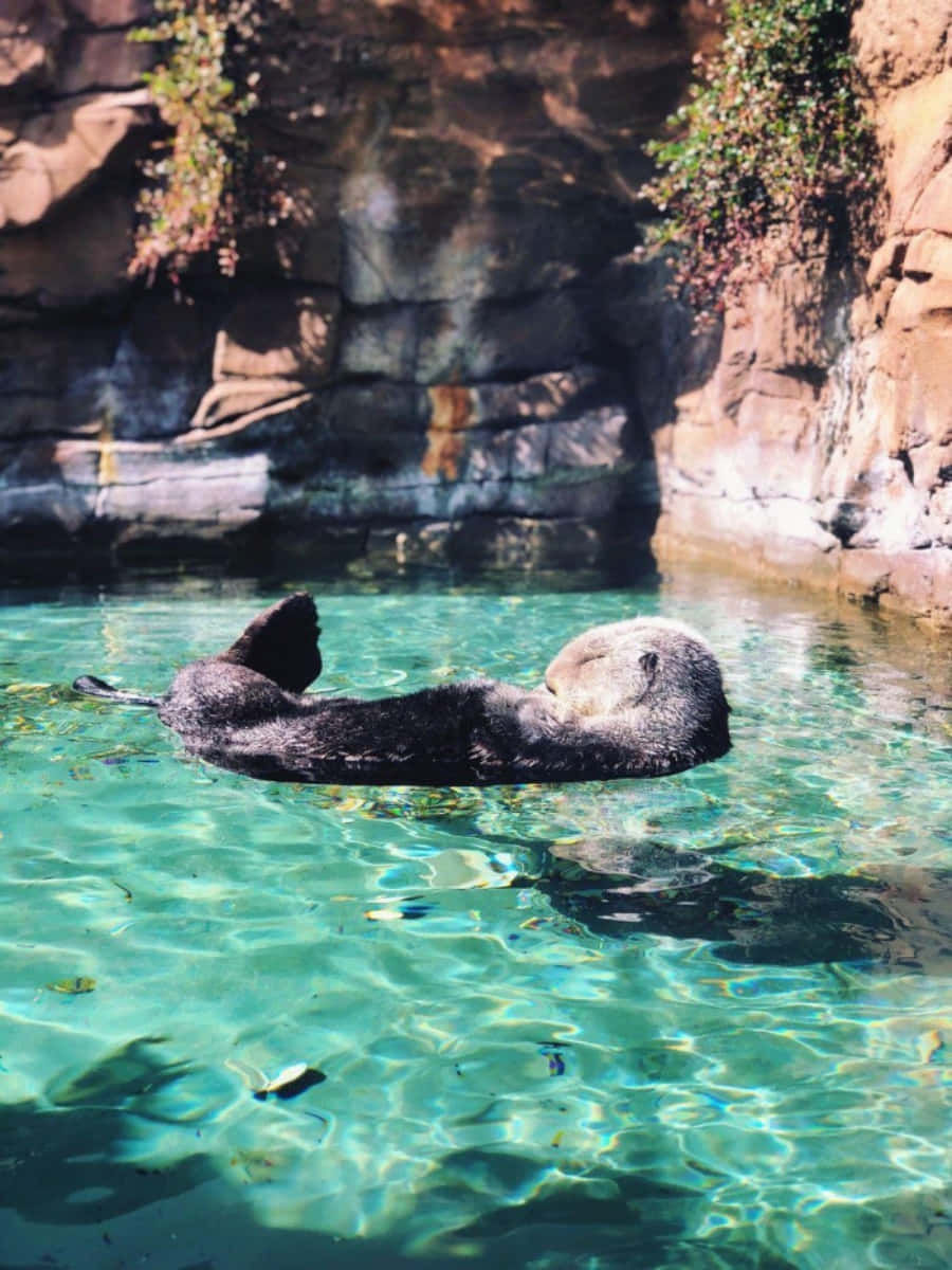 動物 桌布 壁紙 — 一隻海獺在清澈的碧綠海水中平靜地仰面漂浮，背景是陽光照射的岩石懸崖。