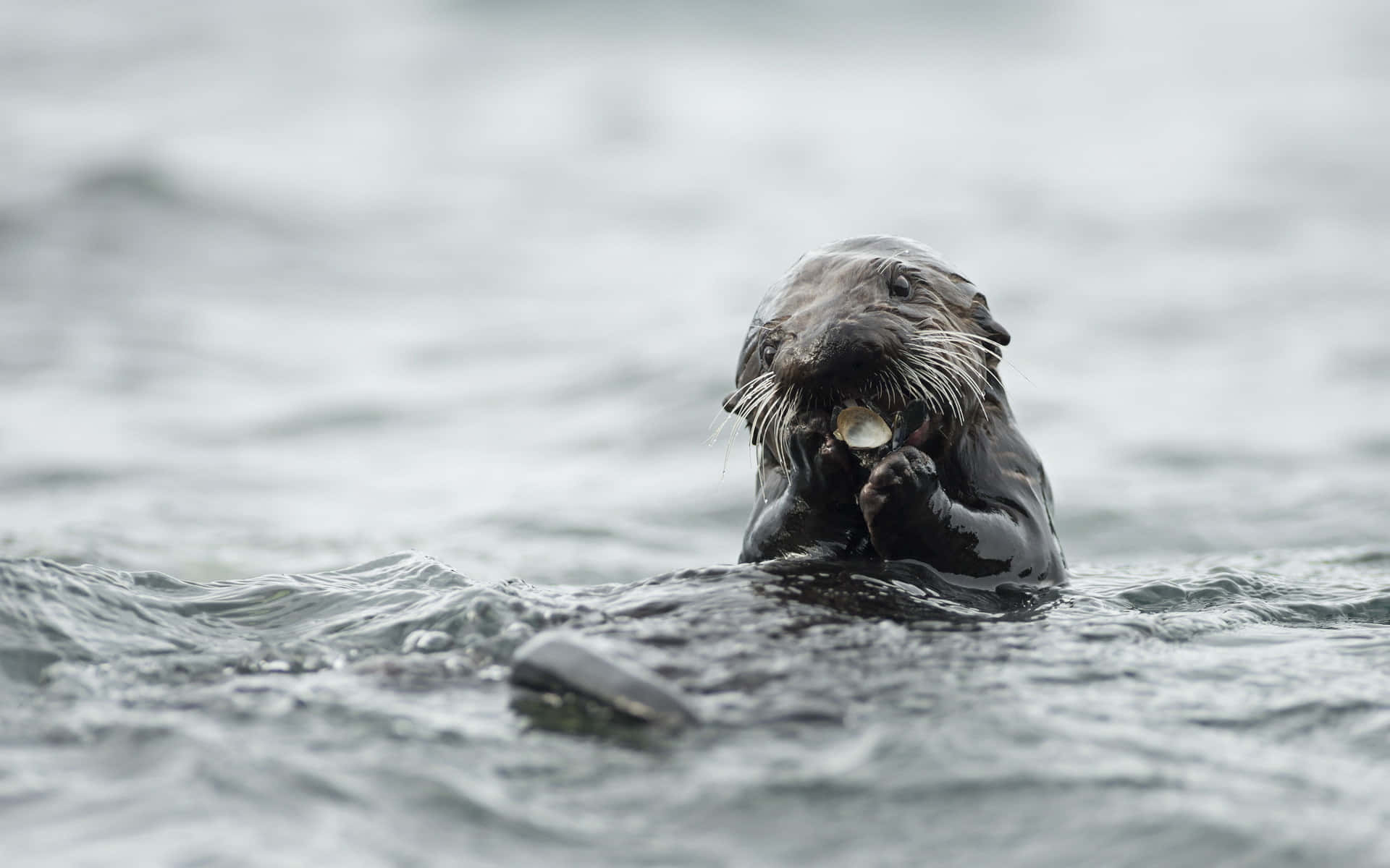 Otter 桌布 壁紙 — 一隻海獺在灰色水中仰面漂浮，用爪子和鬍鬚拿著一個貝殼。