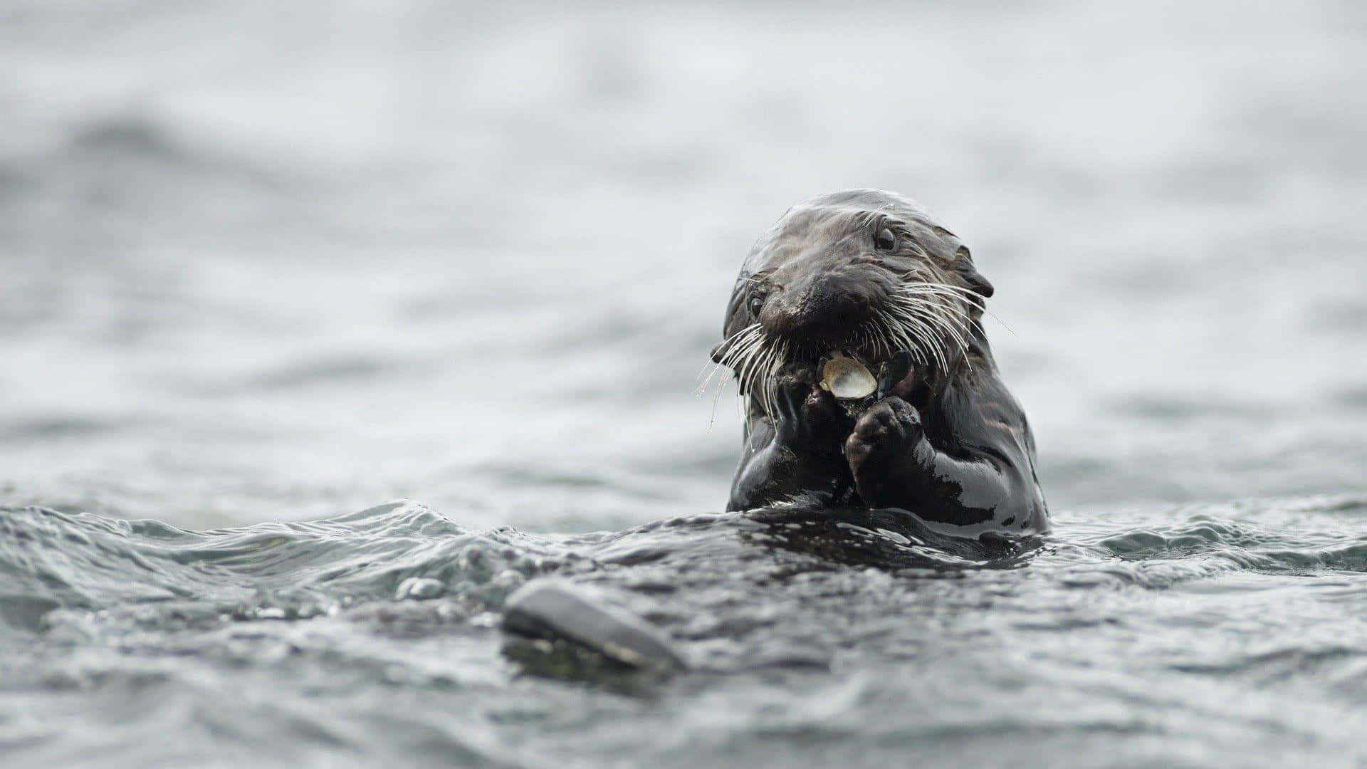 Otter 桌布 壁紙 — 一隻海獺在灰色水面上仰浮，用爪子抱住一個貝殼，鬍鬚清晰可見。