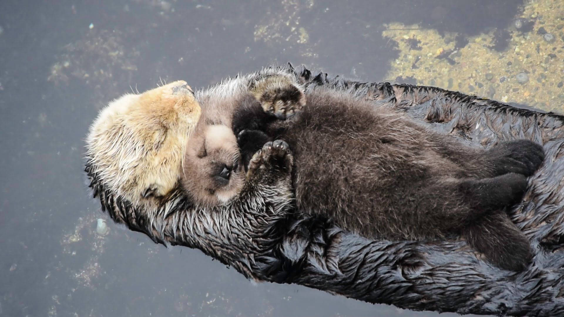 Otter 桌布 壁紙 — 一隻海獺媽媽和她的寶寶在平靜的水面上背浮著，溫柔地依偎在一起。